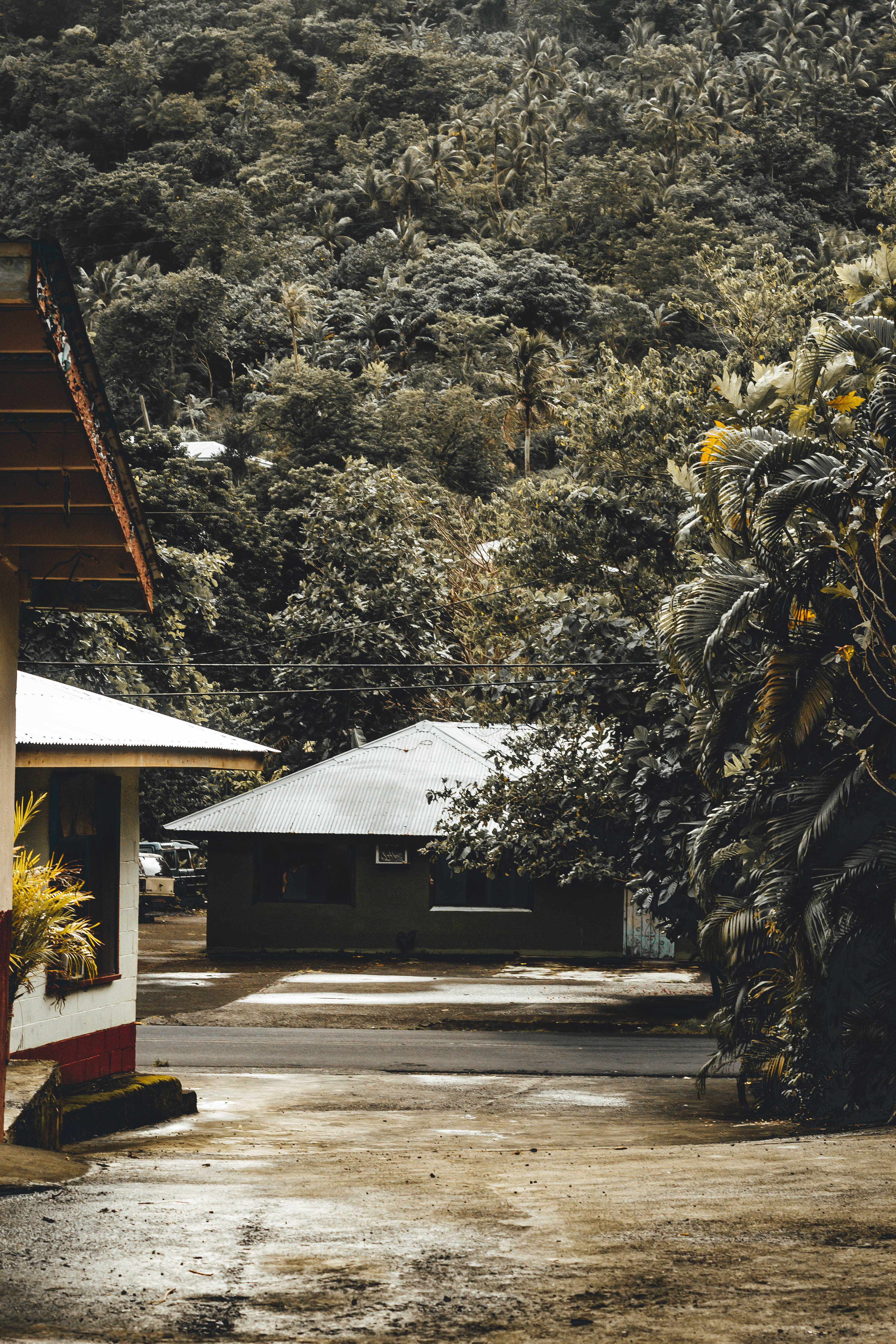 Samoa 桌布 壁紙 — 一個寧靜的熱帶村莊景象，簡樸的房屋坐落在茂密的綠色叢林葉片中，沐浴在柔和的白日光線下。