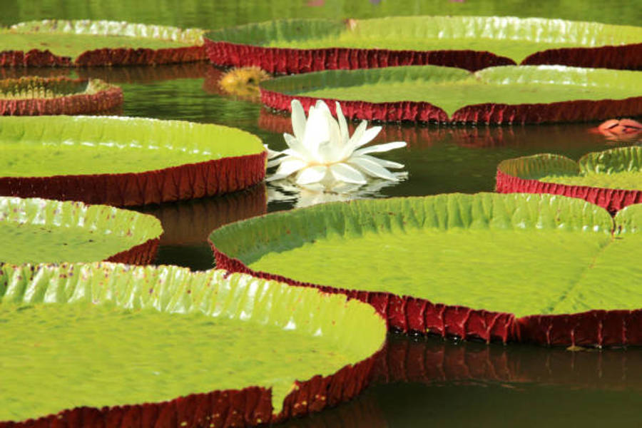 Water Lily 桌布 壁紙 — 一個寧靜的熱帶池塘，佈滿巨大的維多利亞亞馬遜睡蓮葉，還有一朵盛開的白色睡蓮。