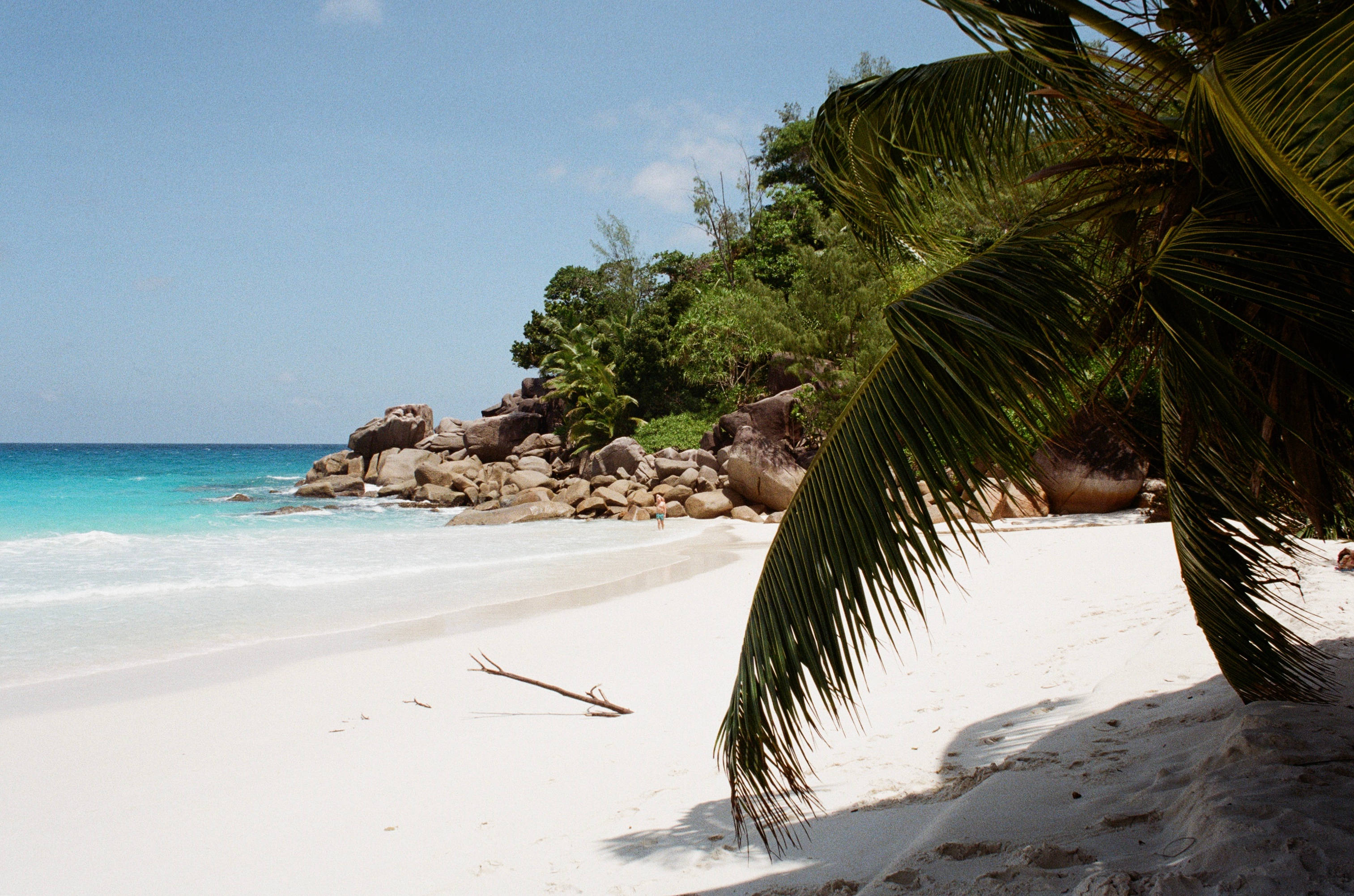 Seychelles 桌布 壁紙 — 一個寧靜的熱帶海灘，擁有白色沙灘、碧綠海水和茂密的綠色棕櫚樹，在晴朗的藍天下。