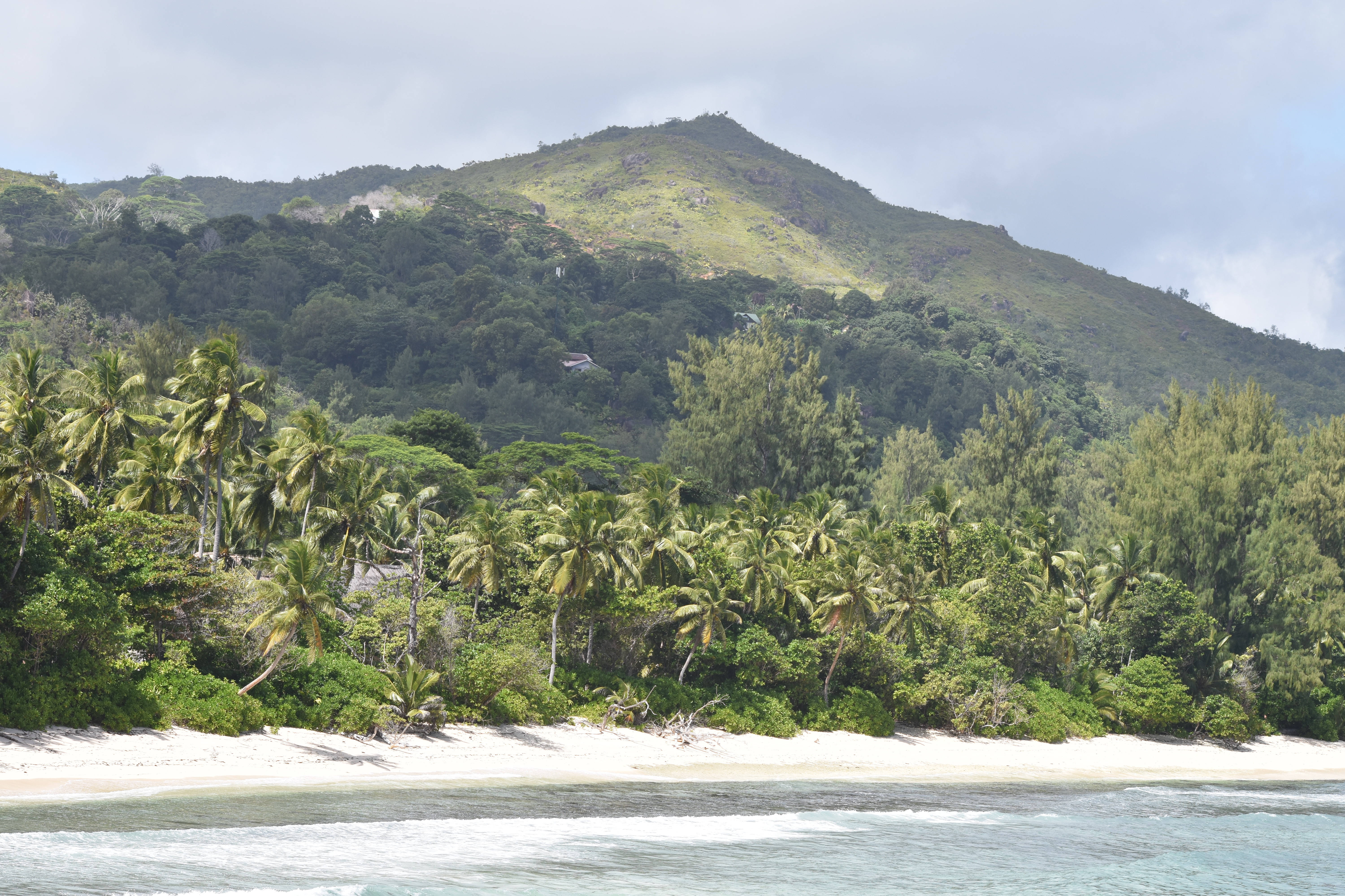 Seychelles 桌布 壁紙 — 一個寧靜的熱帶海灘，有白色沙灘、碧綠海水和茂密的綠色棕櫚樹，沿著山坡排列，天空多雲。