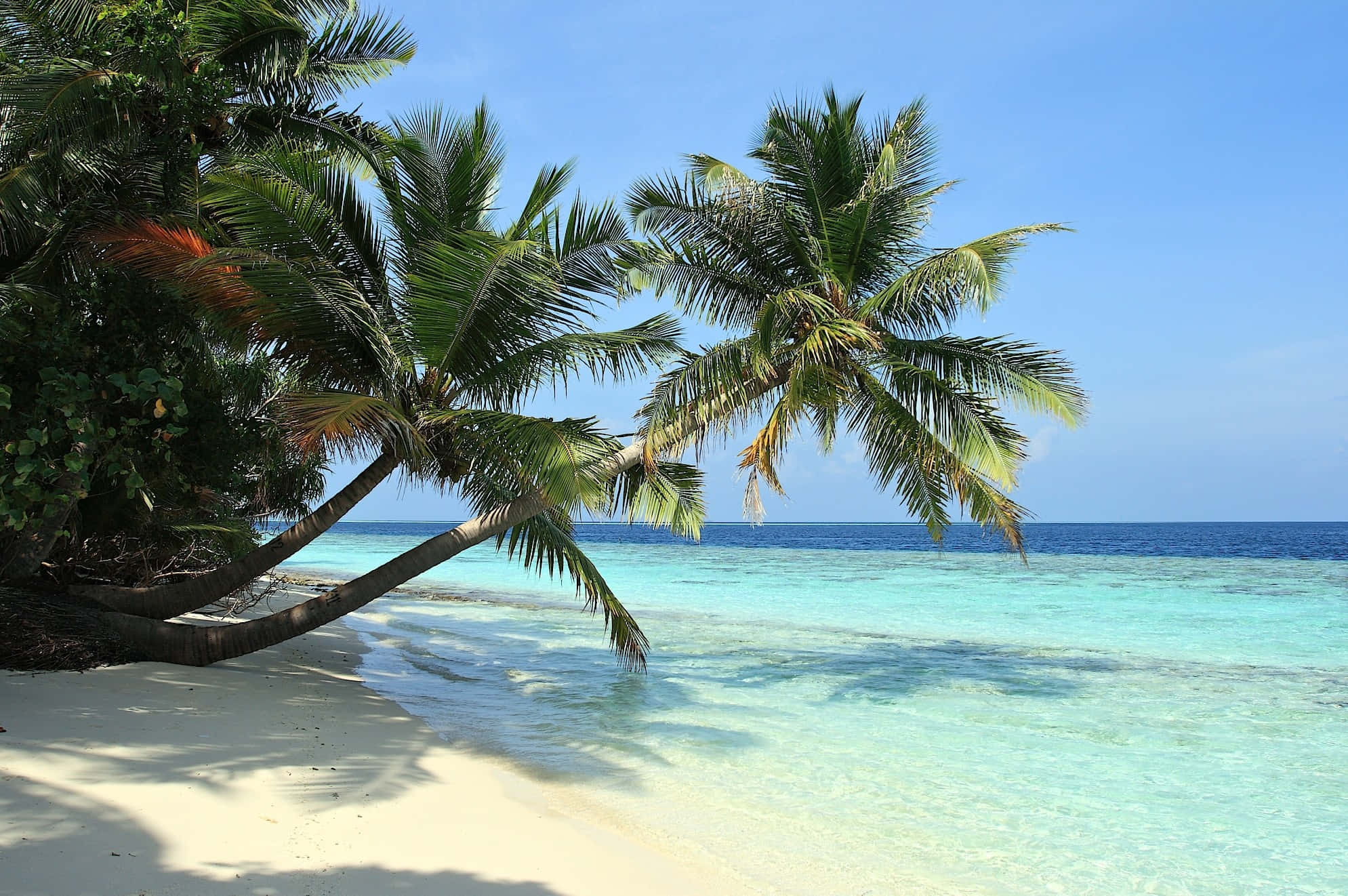 Beach Palm Trees 桌布 壁紙 — 一個寧靜的熱帶海灘，有白色沙灘、碧綠海水和傾斜的棕櫚樹，在清澈的藍天下。