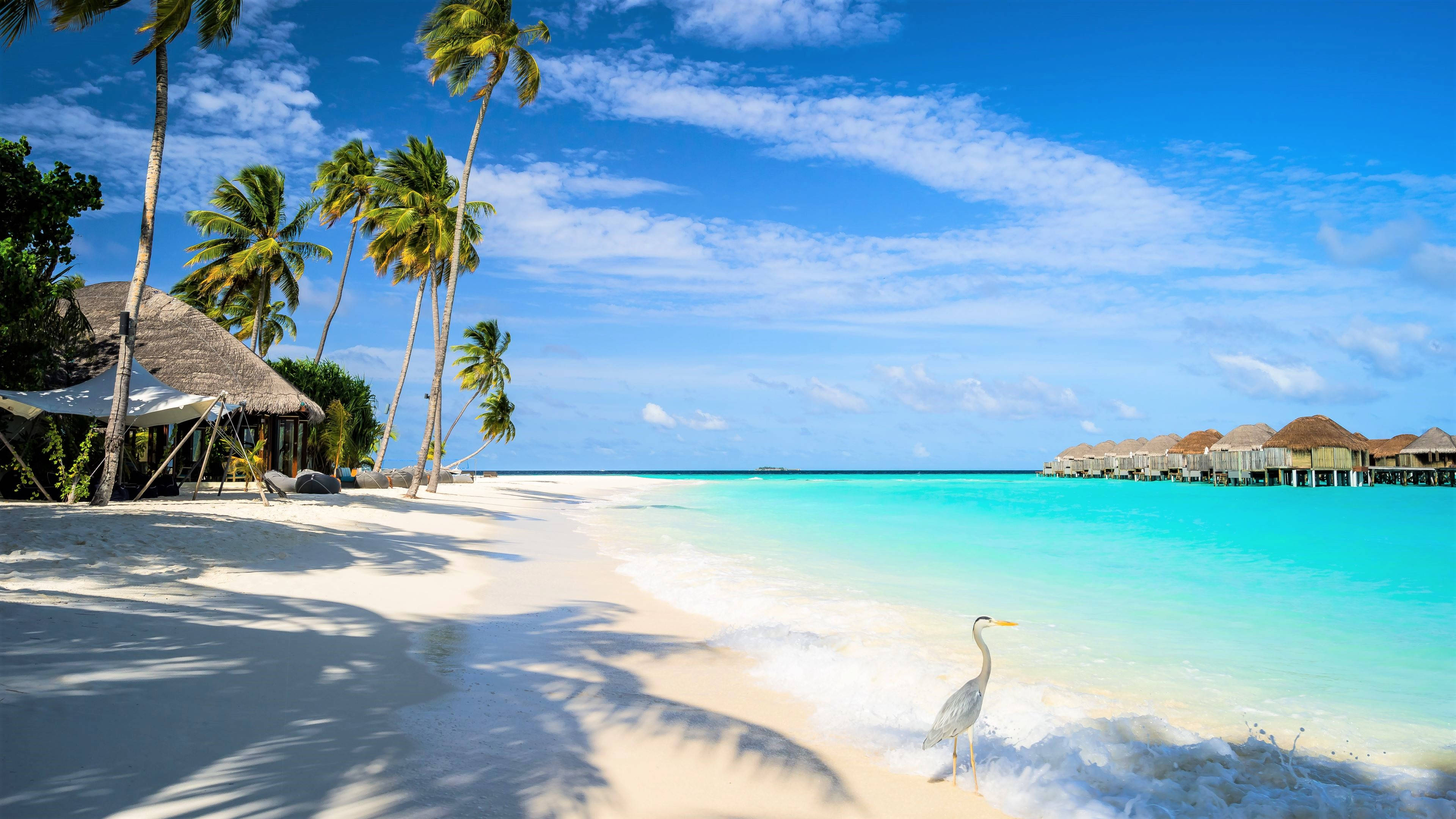 White Beach 桌布 壁紙 — 一個寧靜的熱帶海灘，有白色沙灘、碧綠海水、棕櫚樹，還有一隻蒼鷺在明亮的藍天下站在海岸線上。
