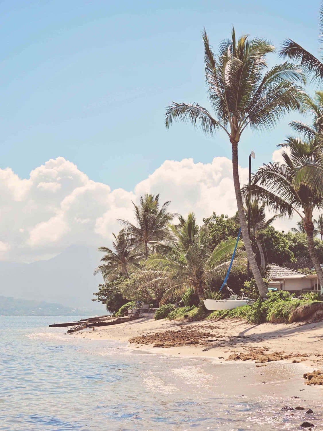 Palm Trees Beach 桌布 壁紙 — 一個寧靜的熱帶海灘，棕櫚樹在平靜的水面附近搖曳，上方是明亮的藍天和蓬鬆的雲朵。