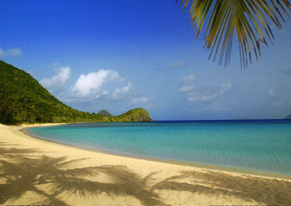 Bahamas Beach 桌布 壁紙 — 一個寧靜的熱帶海灘，碧綠的海水輕輕拍打著金色的沙灘，四周環繞著茂密的綠色山丘和頭頂上的棕櫚葉。