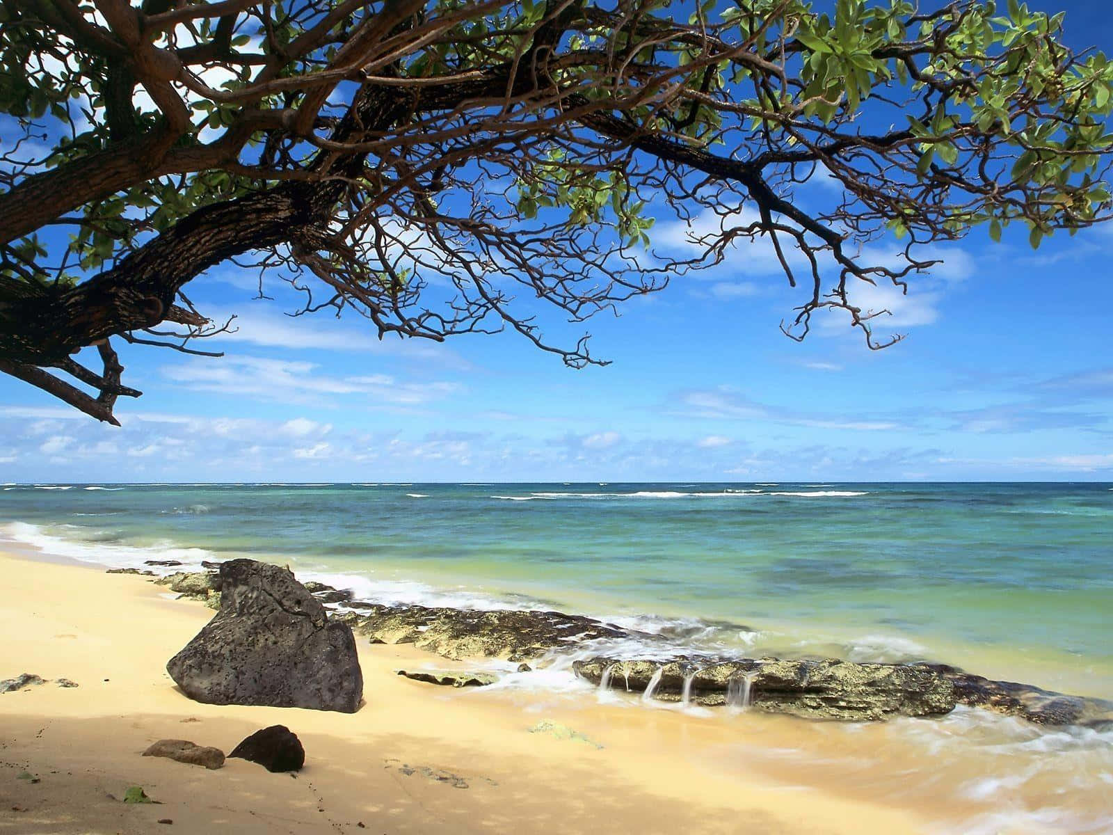 Beach Desktop 桌布 壁紙 — 一個寧靜的熱帶海灘，碧綠的海水輕拍著金色的沙灘，上方是鮮豔的藍天，被一棵枝葉茂盛的樹木框住。