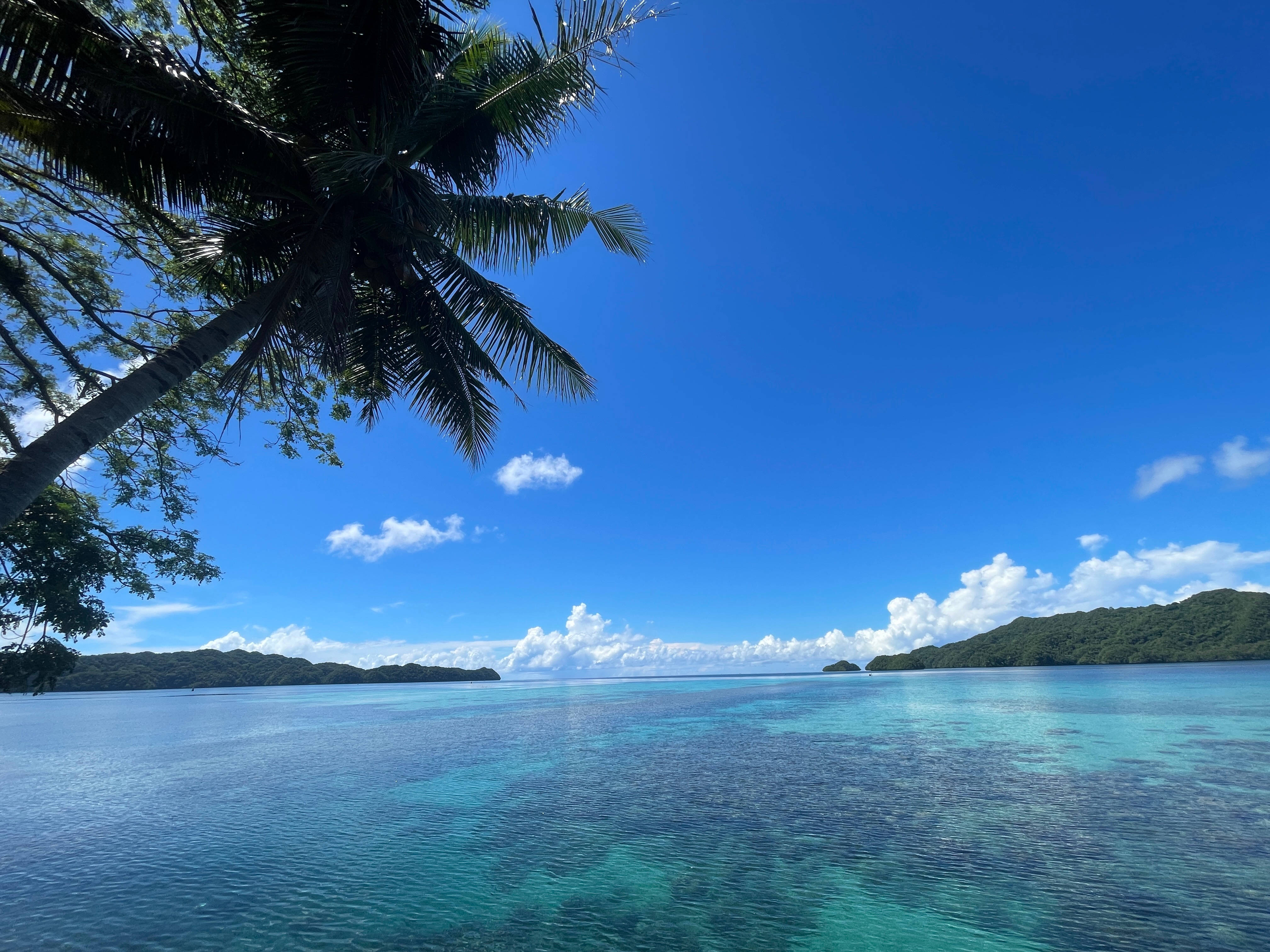 Palau 桌布 壁紙 — 一個寧靜的熱帶潟湖，清澈碧綠的海水被茂密的棕櫚樹環繞，映襯著充滿活力的藍天。
