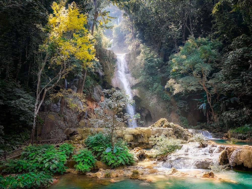 paradise 桌布 壁紙 — 一個寧靜的熱帶瀑布穿過茂密的綠色叢林傾瀉而下，一棵鮮黃色的樹捕捉陽光。