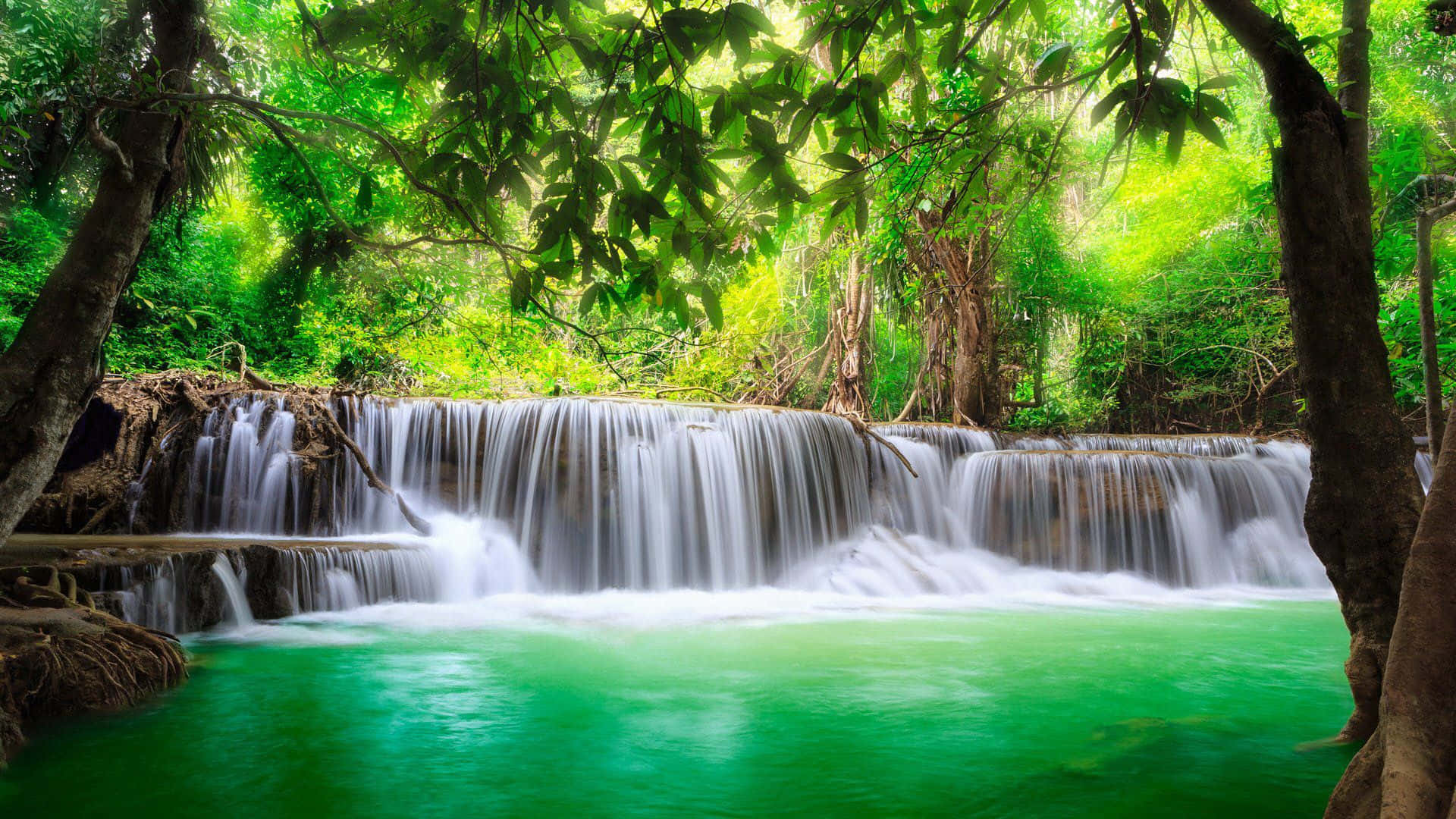 Waterfalls 桌布 壁紙 — 一個寧靜的熱帶瀑布穿過茂密的綠色樹葉，流入一個由高聳樹木環繞的充滿活力的碧綠水池。