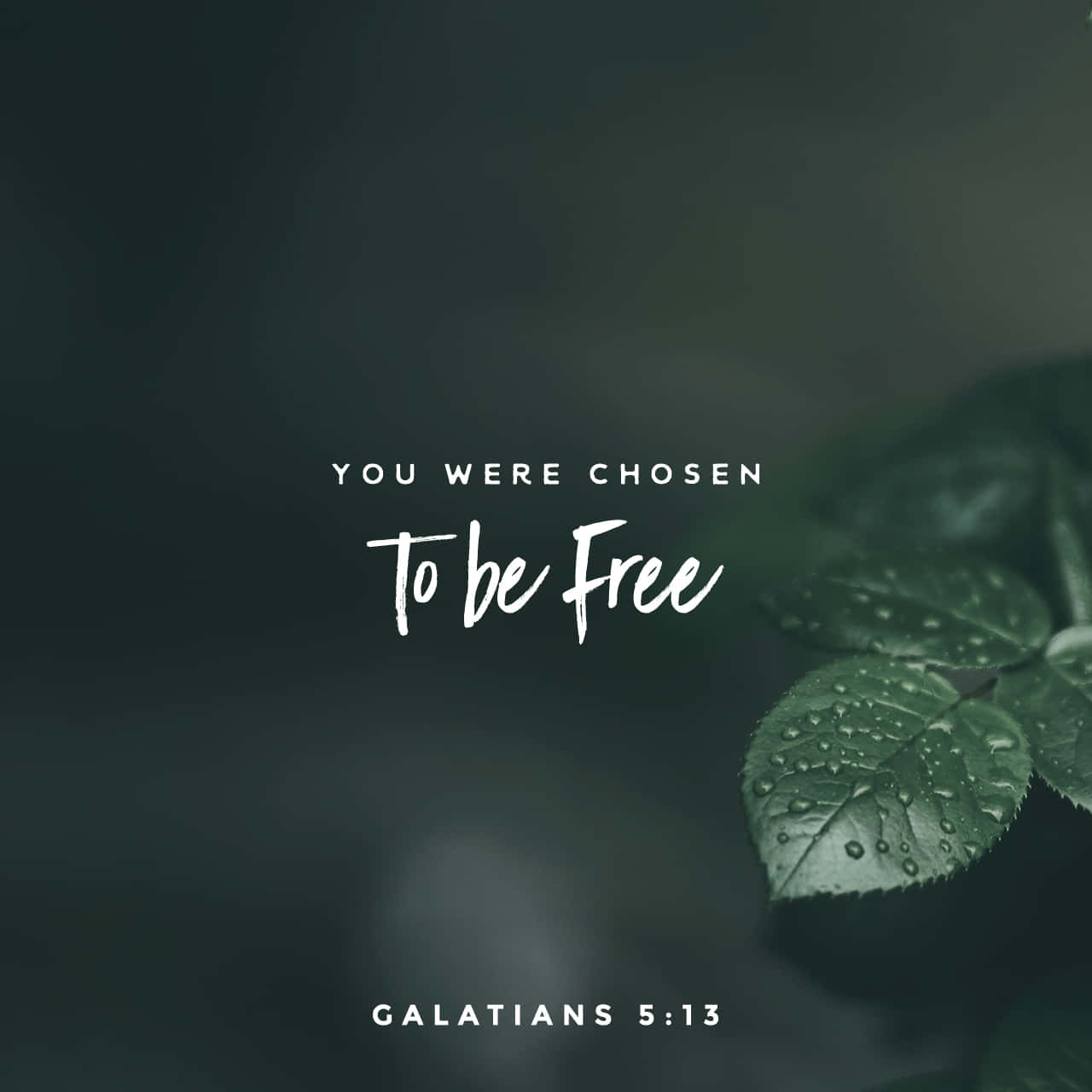 Scripture 桌布 壁紙 — 一個寧靜的特寫，露珠親吻的綠葉上覆蓋著白色勵志文字「你被選中成為自由」，背景是黑暗模糊的。