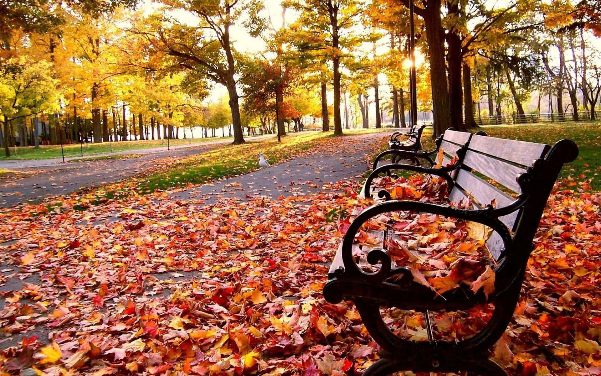 Colorful Trees 桌布 壁紙 — 一個寧靜的秋日公園場景，華麗的長椅被溫暖陽光下金黃和深紅的落葉包圍。