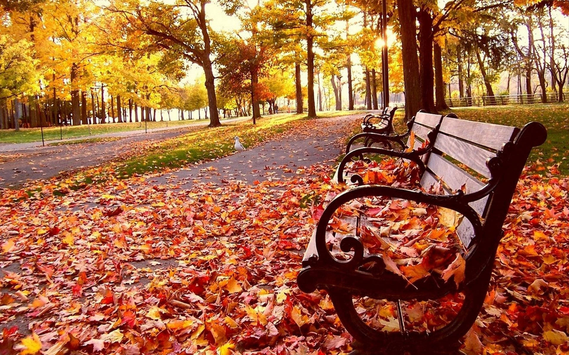 Autumn Season 桌布 壁紙 — 一個寧靜的秋日公園場景，裝飾華麗的長椅被金黃和深紅的落葉包圍，沐浴在溫暖的陽光下。