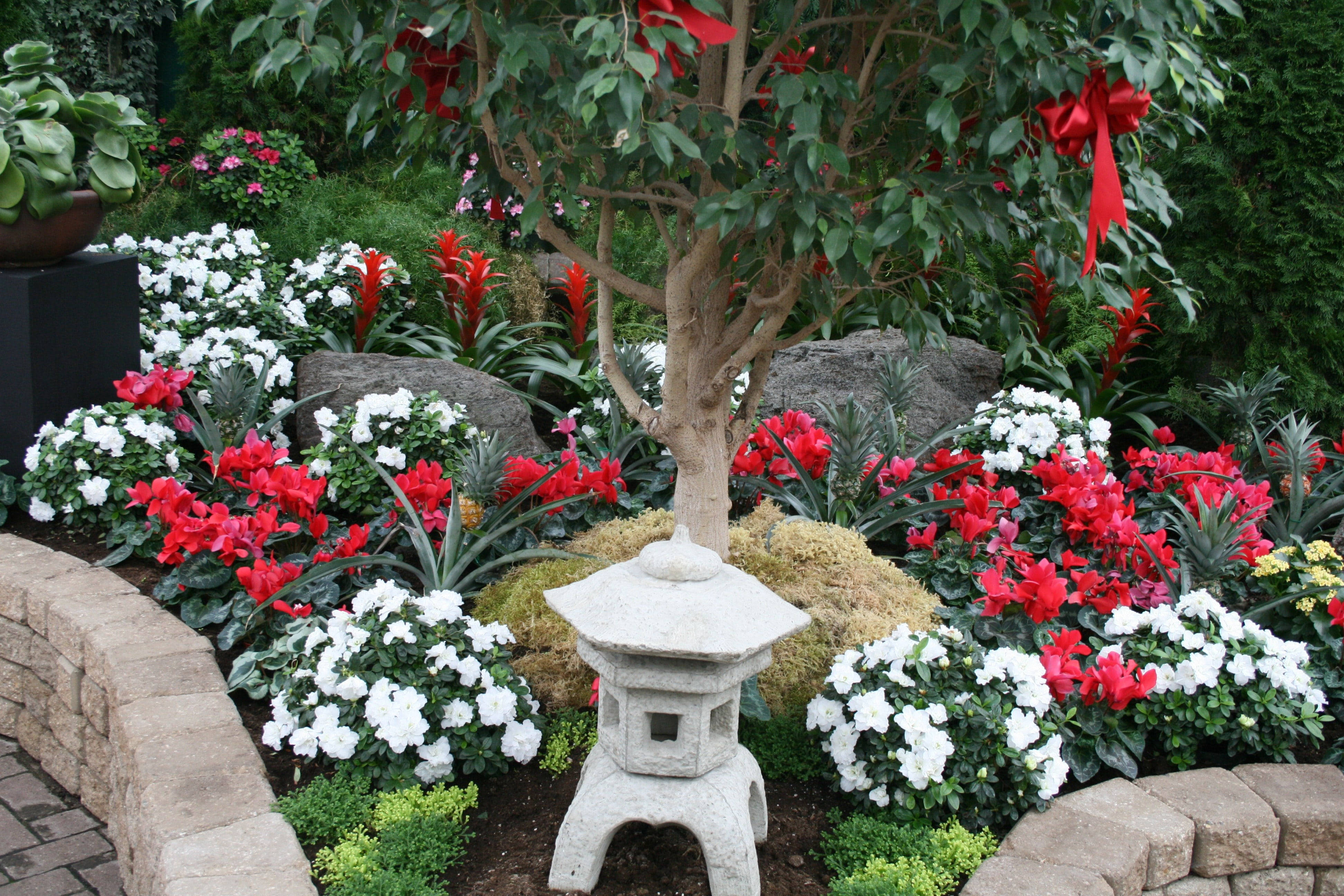 Cyclamen 桌布 壁紙 — 一個寧靜的花園場景，石燈籠被鮮豔的紅色和白色花朵包圍，樹上裝飾著紅色絲帶。