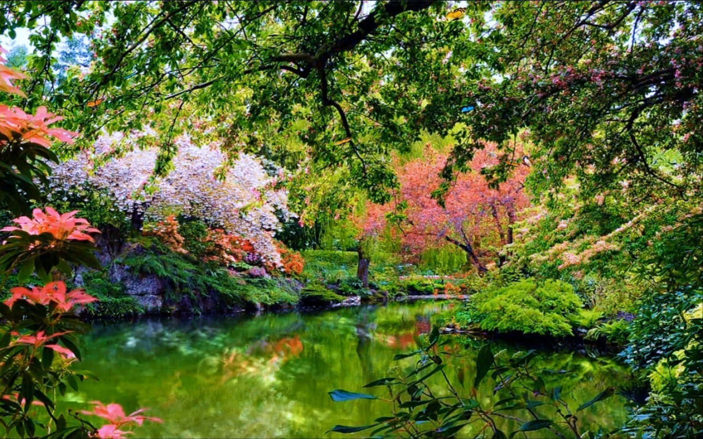 Lake 桌布 壁紙 — 一個寧靜的花園池塘，周圍環繞著充滿活力的綠色樹葉和盛開的粉紅色和白色櫻花。