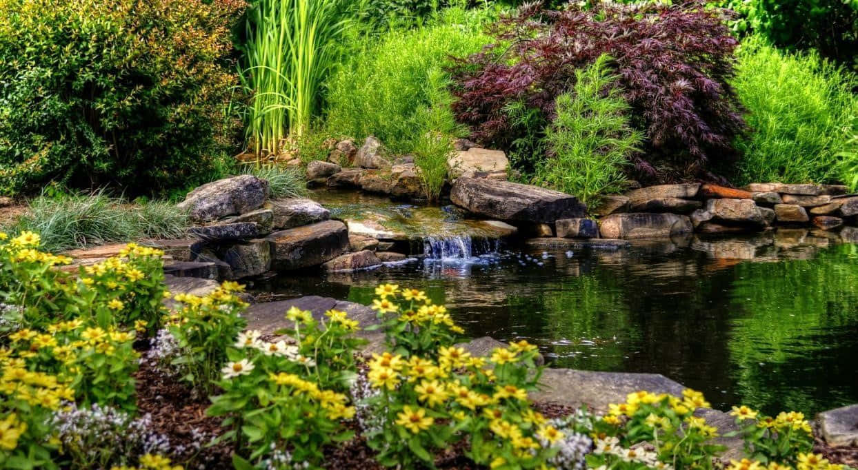 Pond 桌布 壁紙 — 一個寧靜的花園池塘，設有石瀑布，周圍環繞著鮮豔的黃色花朵和茂密的綠色植物。
