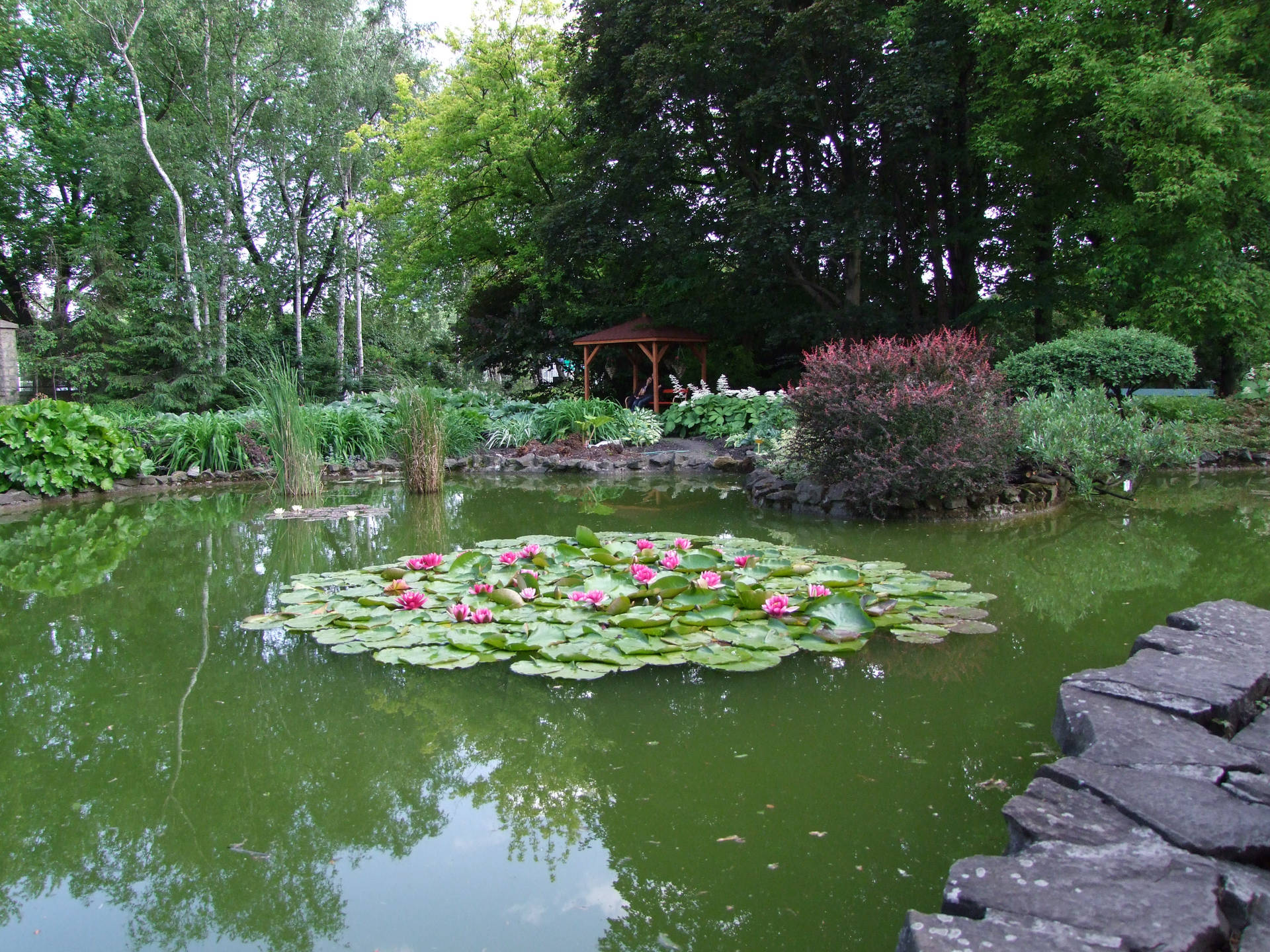 波蘭 桌布 壁紙 — 一個寧靜的花園池塘，點綴著粉紅色的睡蓮，周圍環繞著茂密的綠色植物和一個木製涼亭。