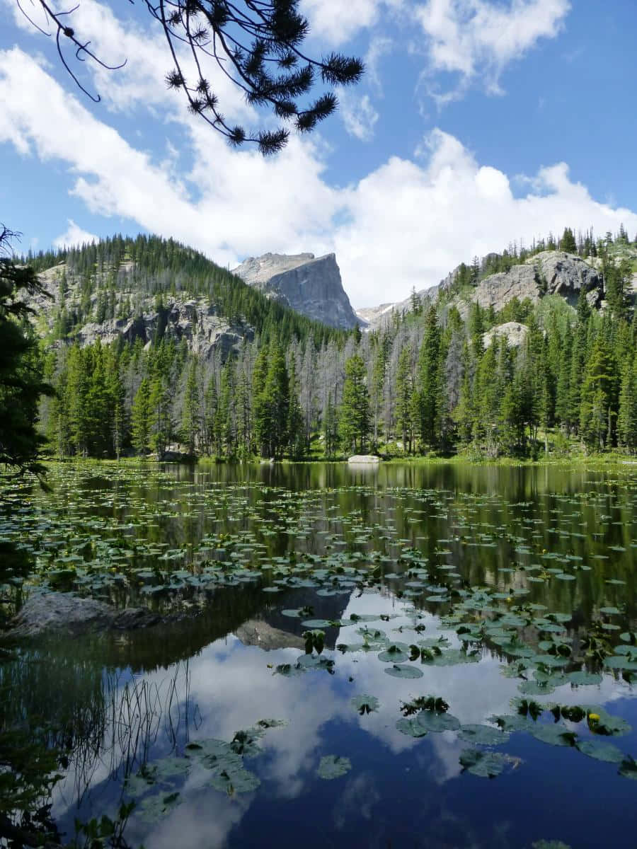 Colorado Mountain 桌布 壁紙 — 一個寧靜的高山湖泊點綴著睡蓮葉，映照出高聳的松林和岩石山峰，上方是晴朗的藍天和蓬鬆的白雲。