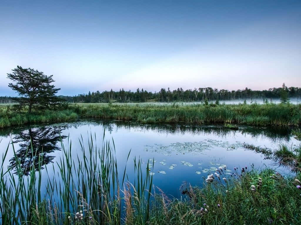 Pond 桌布 壁紙 — 一個寧靜的黎明池塘，周圍環繞著高高的蘆葦和霧氣瀰漫的森林，一棵孤獨的樹倒映在平靜的水面上。
