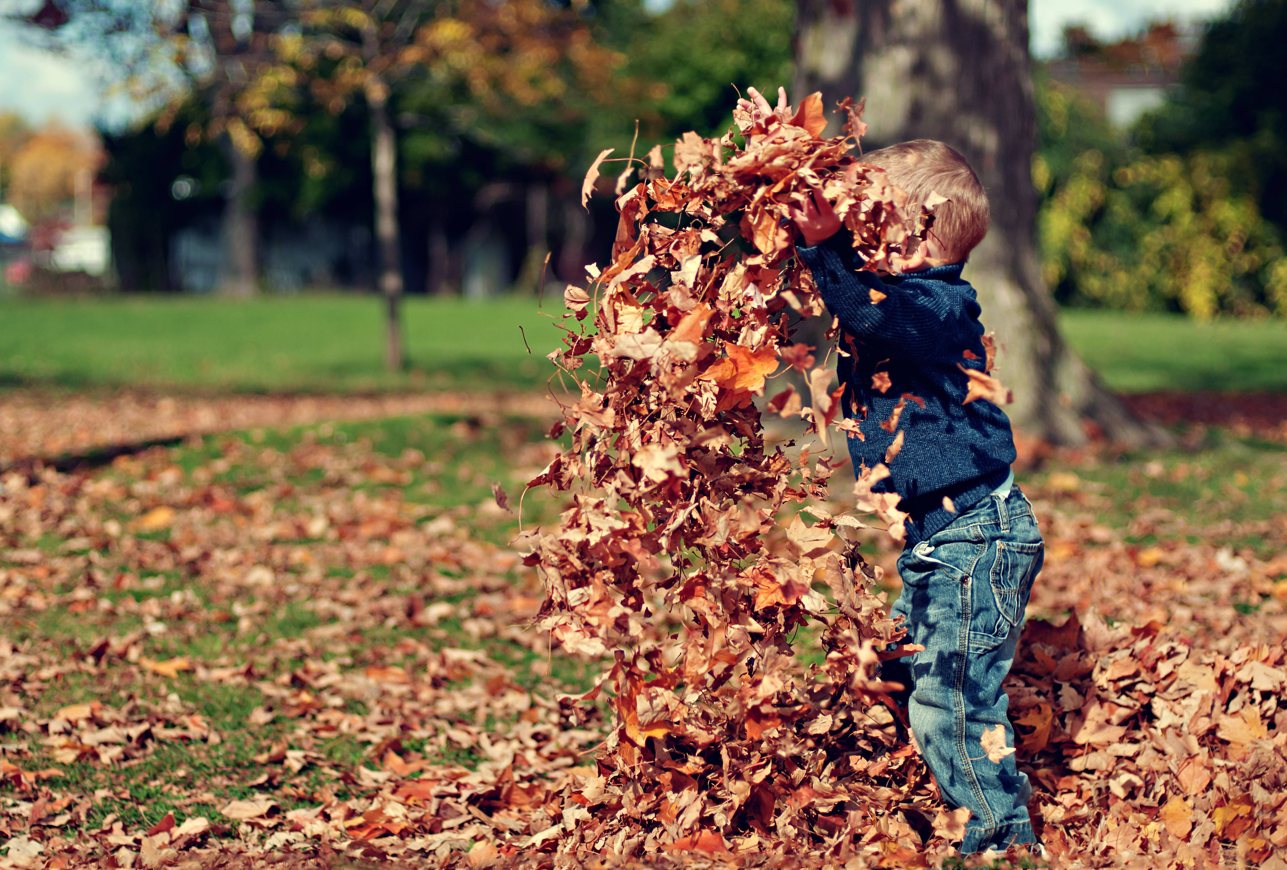 Fall 桌布 壁紙 — 一個小孩在陽光明媚的公園裡快樂地將金黃色的秋葉拋向空中。