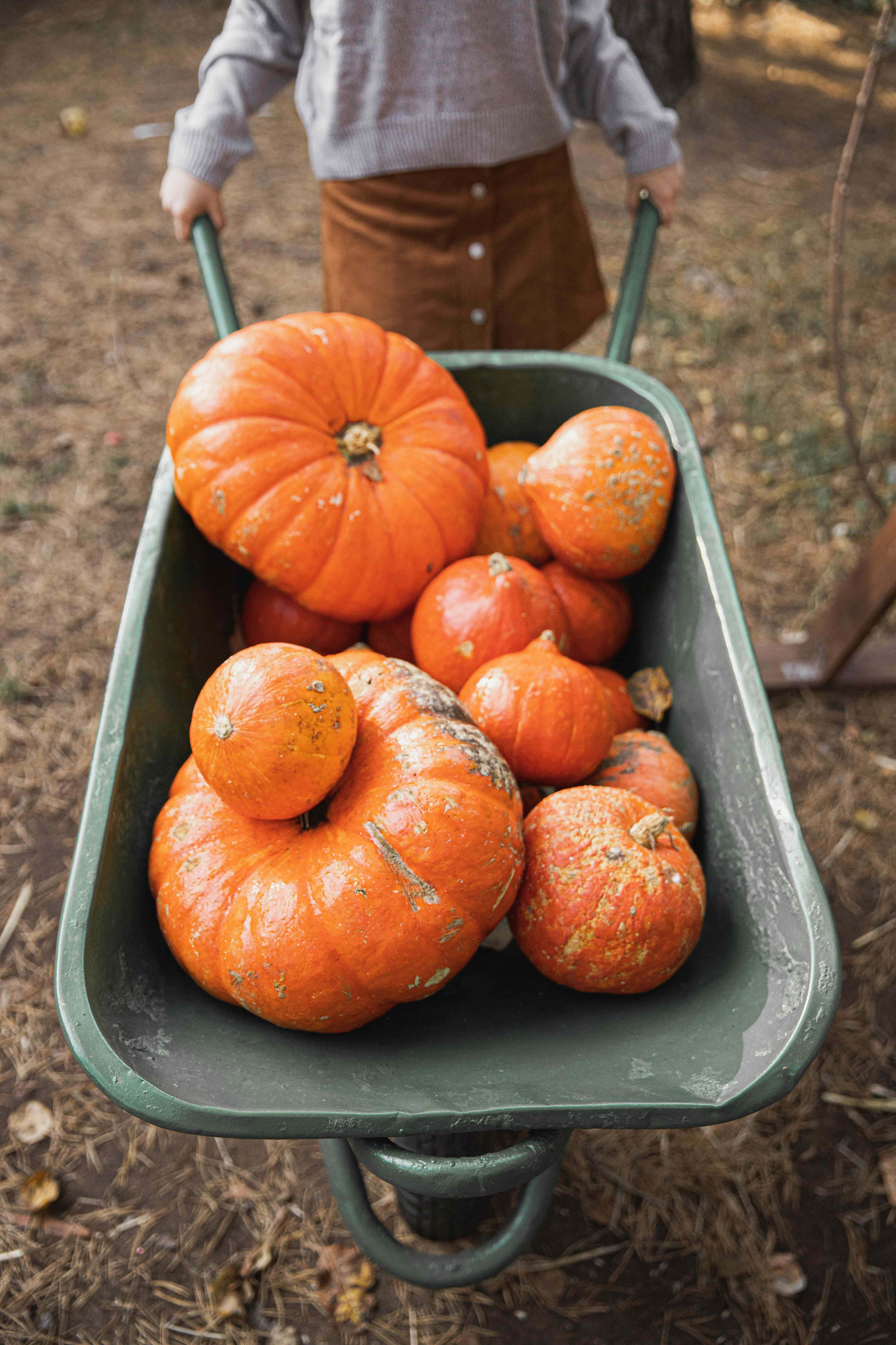 Pumpkin Patch 桌布 壁紙 — 一個小孩推著一輛裝滿鮮豔橙色南瓜的手推車，穿過落葉遍地的秋日花園。