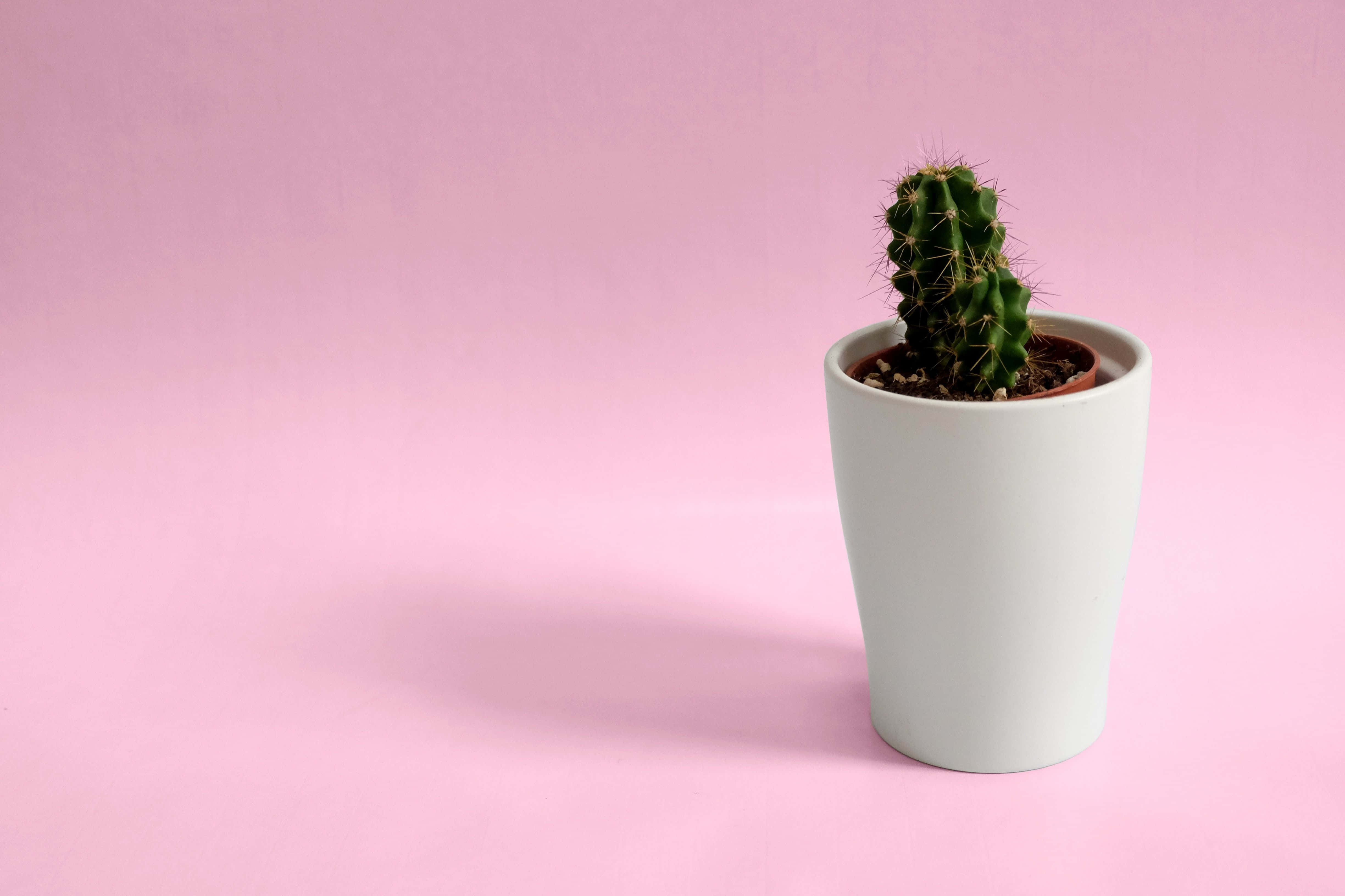 Cactus 桌布 壁紙 — 一個小小的綠色仙人掌帶有刺，坐在一個白色陶瓷花盆裡，背景是柔和的粉紅色。