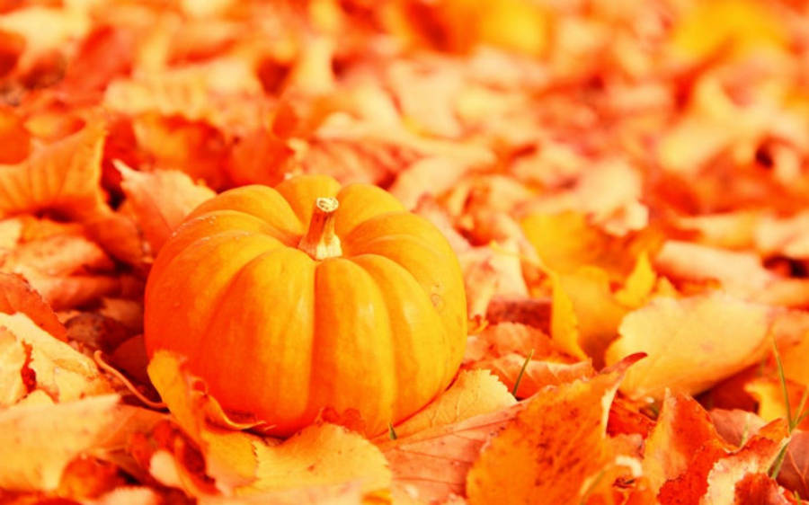 Fall 桌布 壁紙 — 一個小橙南瓜躺在溫暖金色光線中的鮮豔秋葉床上。