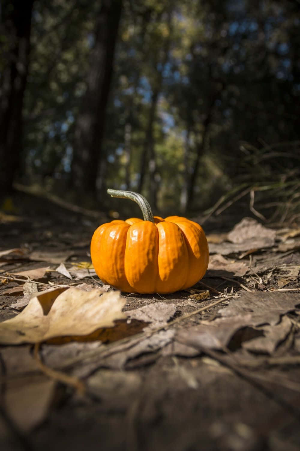 October 桌布 壁紙 — 一個小橙色南瓜躺在陽光普照的森林中的乾葉床上，背景有模糊的樹木。
