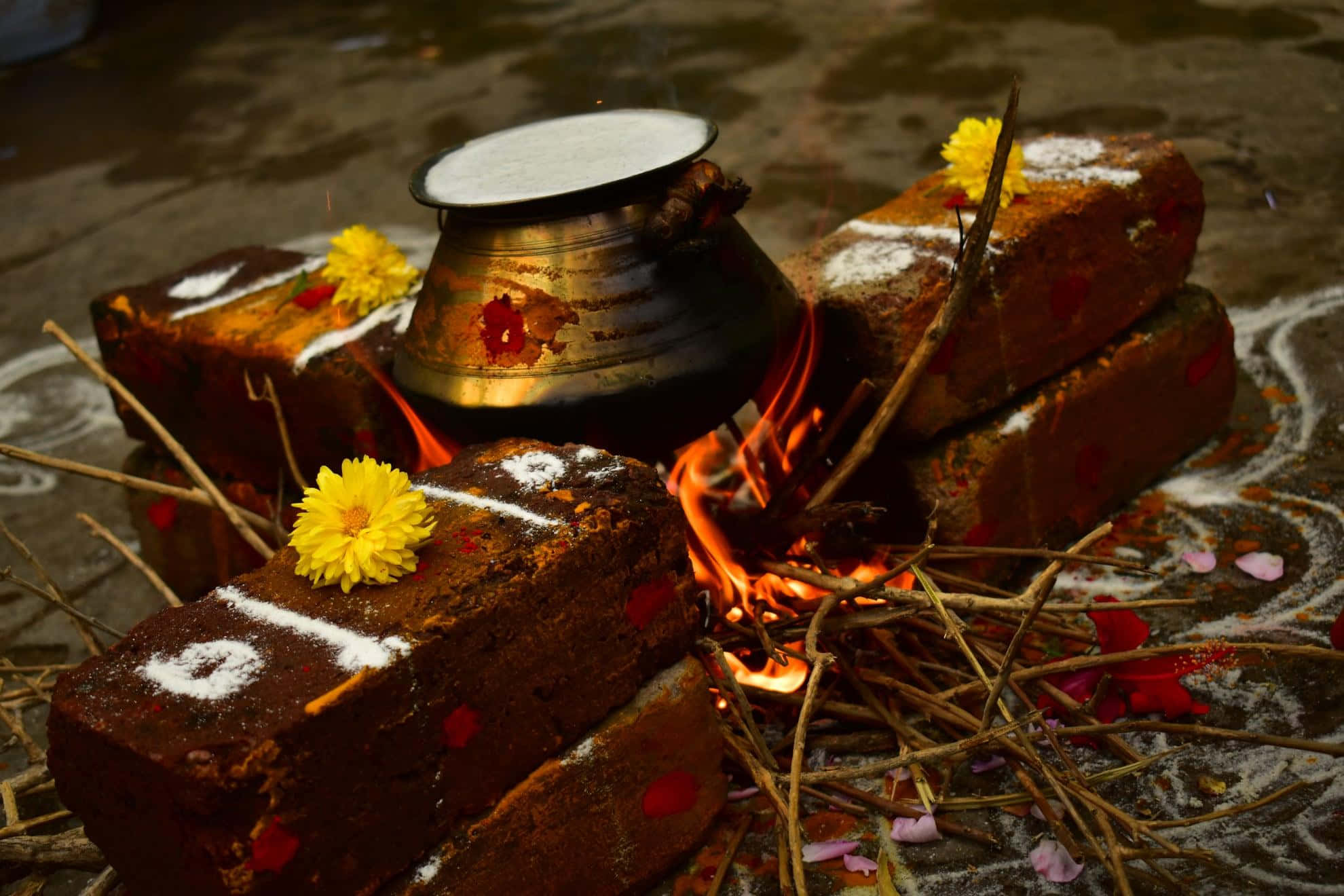 Pongal 桌布 壁紙 — 一個小火在裝飾磚塊之間燃燒，周圍有黃銅鍋和黃色花朵，圍繞著一個儀式性的地板設計。