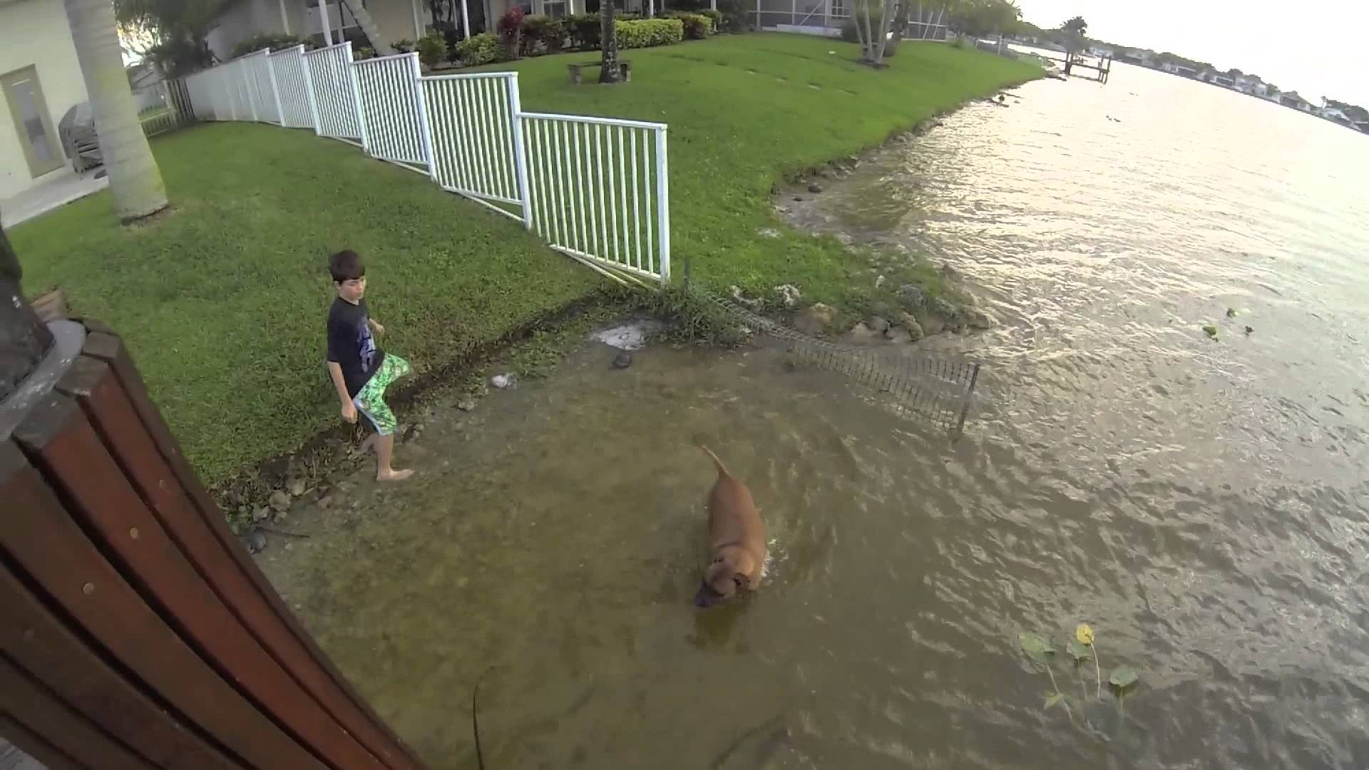 Bass Fishing 桌布 壁紙 — 一個小男孩赤腳站在水邊，看著一隻棕色狗在白色圍欄和綠色草坪附近的淺濁水中涉水。