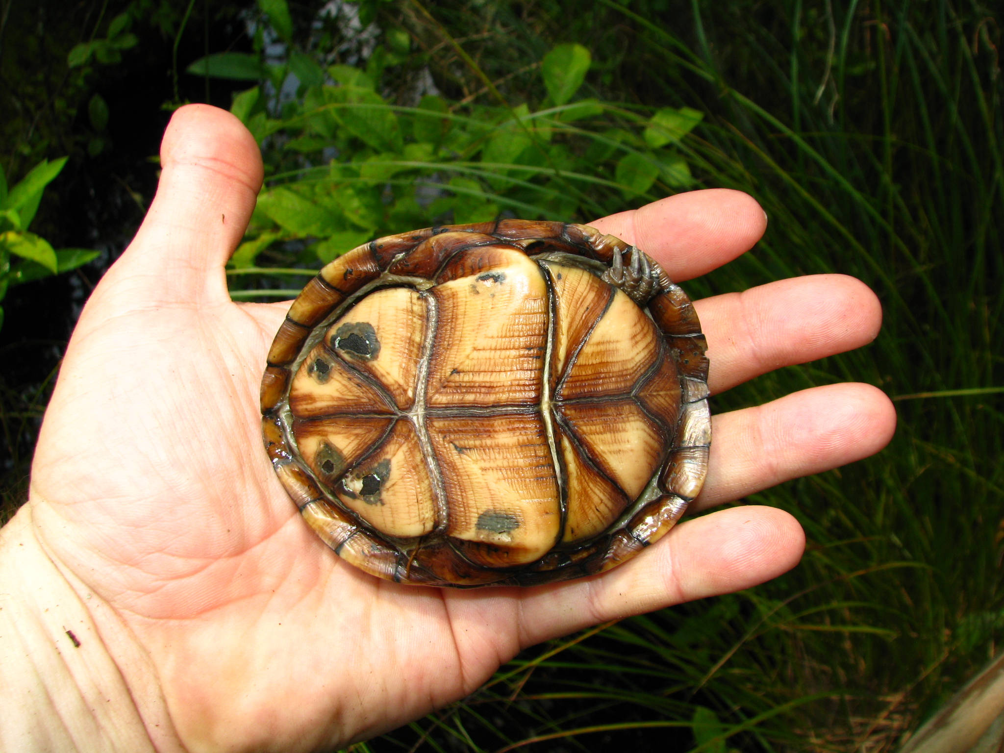 Turtle 桌布 壁紙 — 一個小龜殼放在張開的手掌上，背景是茂密的綠色樹葉。