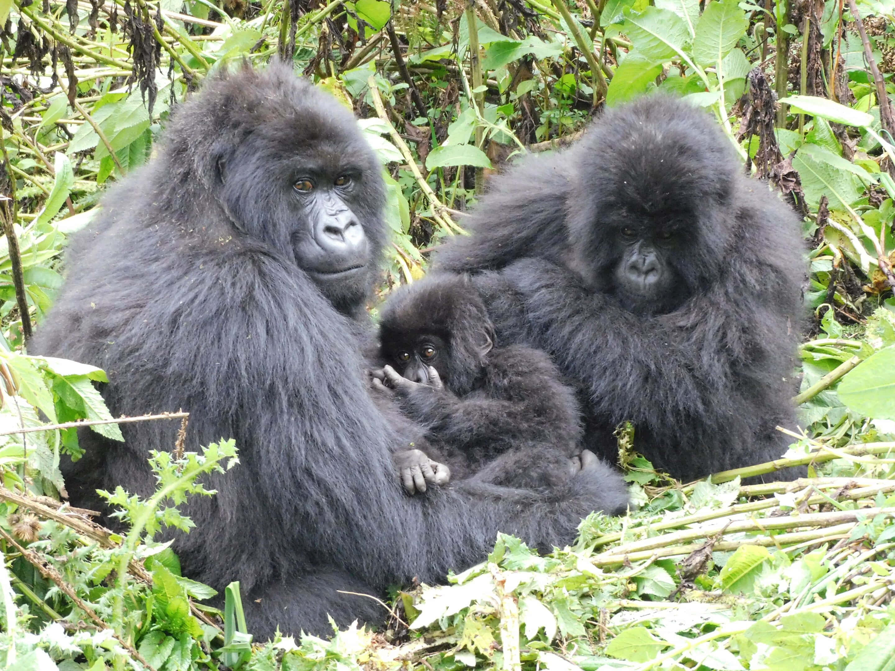 Gorilla 桌布 壁紙 — 一個山地大猩猩家庭在自然棲息地的茂密綠葉中平靜地休息。