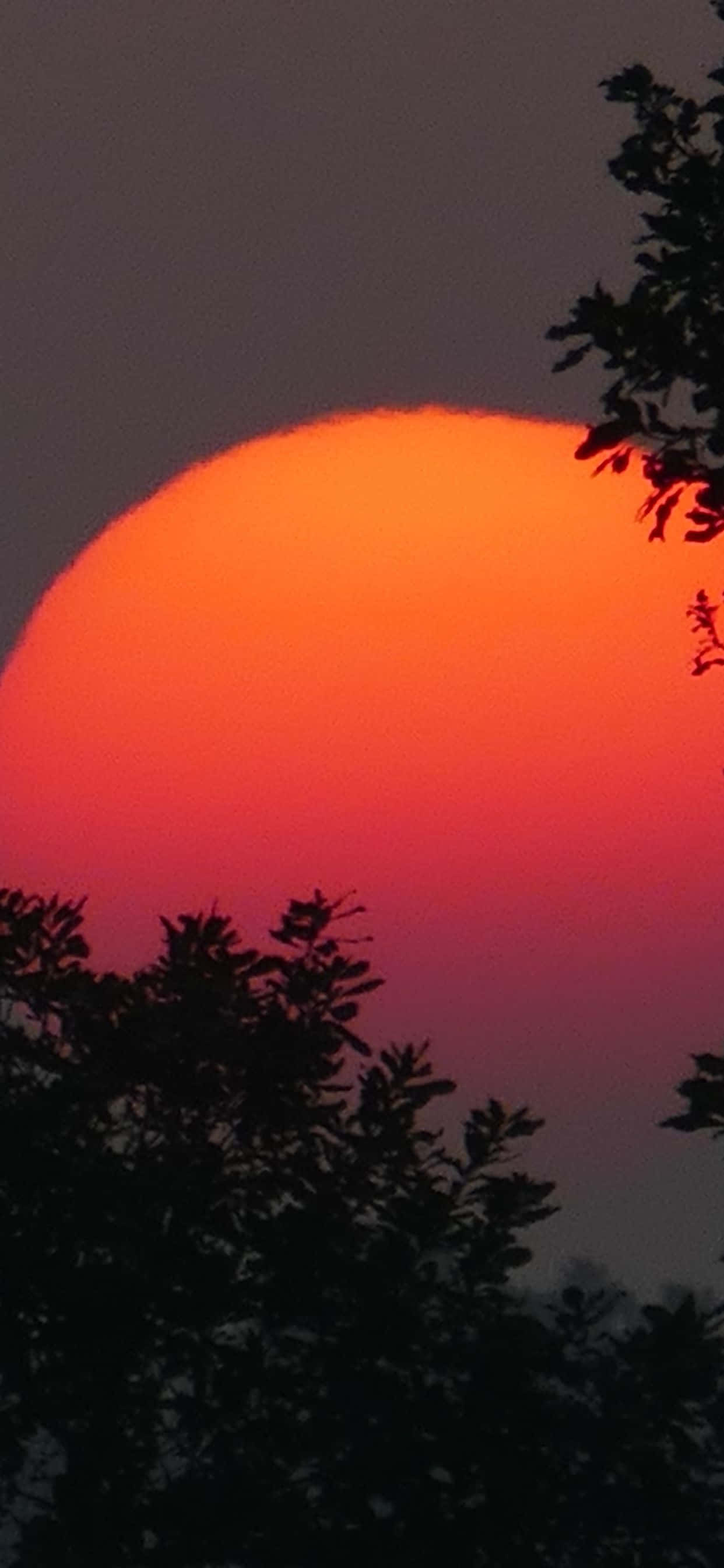 1242x2688 桌布 壁紙 — 一個巨大的火橙色太陽落在剪影樹枝後面，背景是漸變紫色天空。