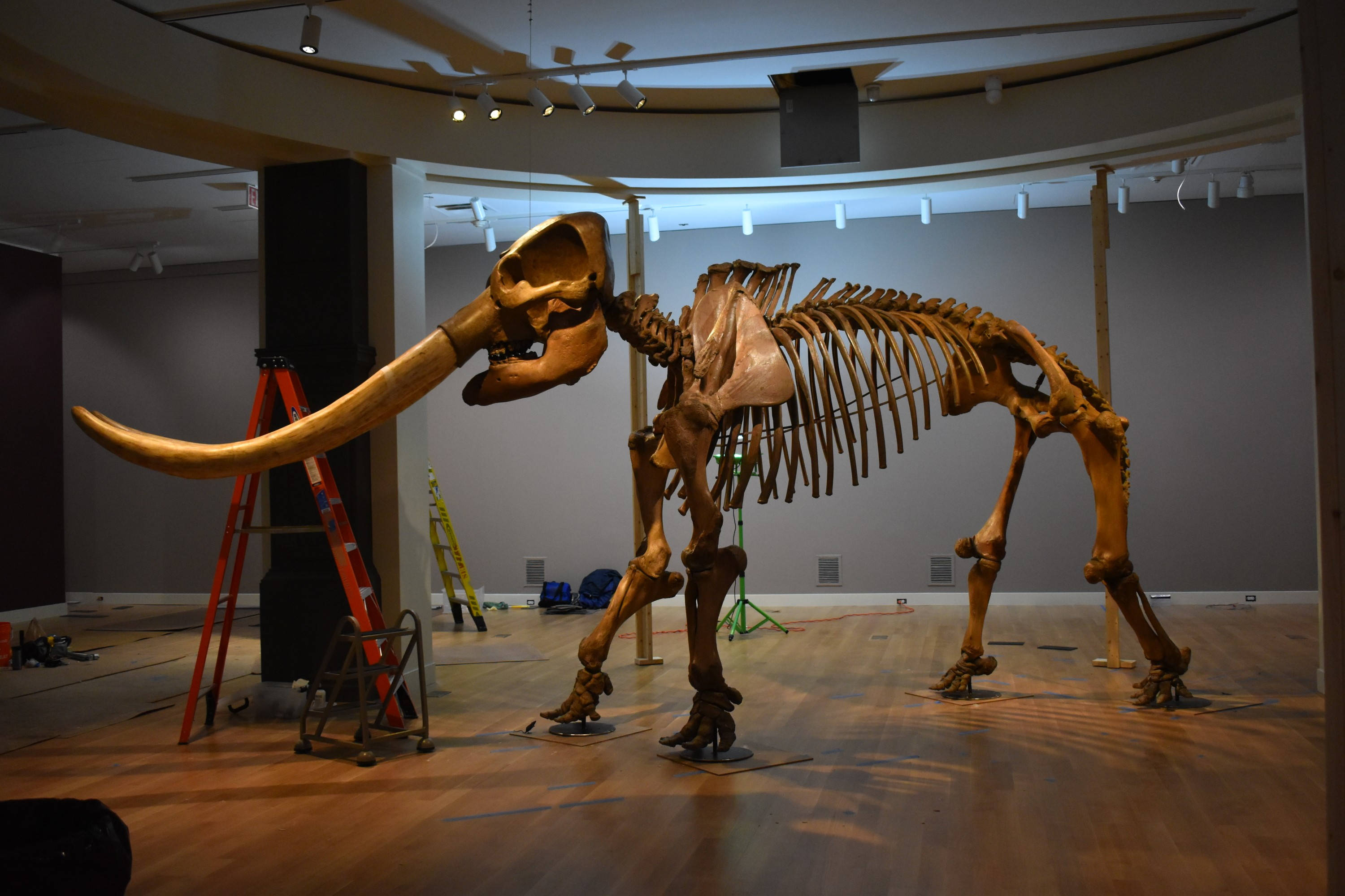 Smithsonian 桌布 壁紙 — 一個巨大的猛獁象骨架矗立在博物館畫廊中，附近有建築梯子和工具。