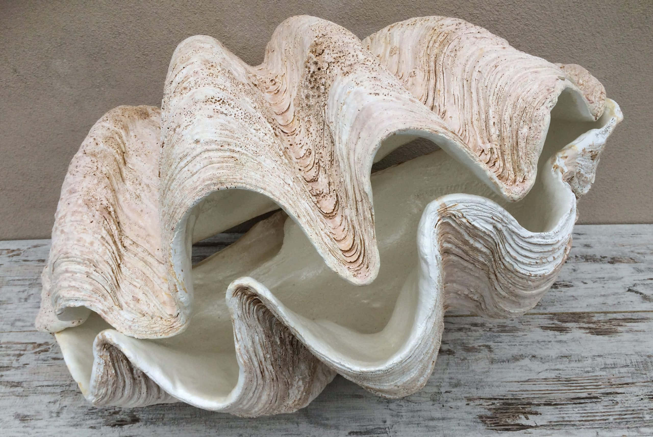 Clam Shell 桌布 壁紙 — 一個巨大的硨磲貝殼，帶有複雜的脊紋和奶油色米色調，放置在風化的木質表面上。