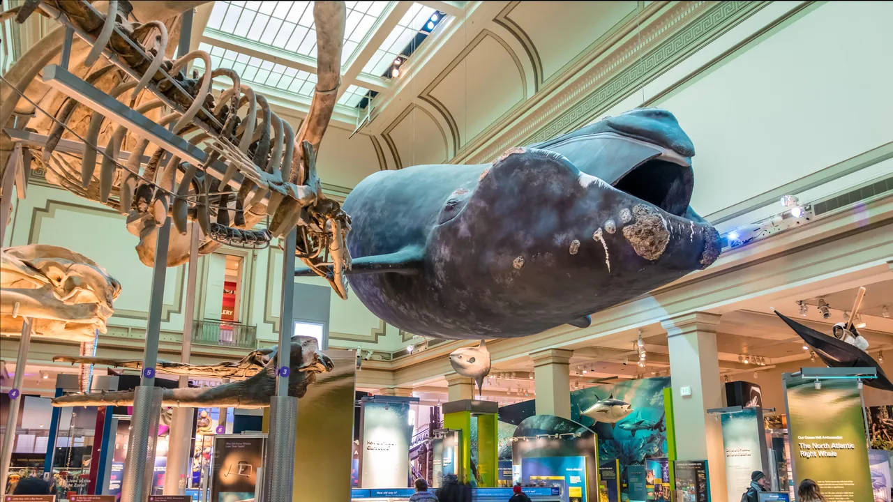 Smithsonian 桌布 壁紙 — 一個巨大的藍鯨模型懸掛在宏偉的博物館大廳中，旁邊是聳立的恐龍骨架，上方有天窗。
