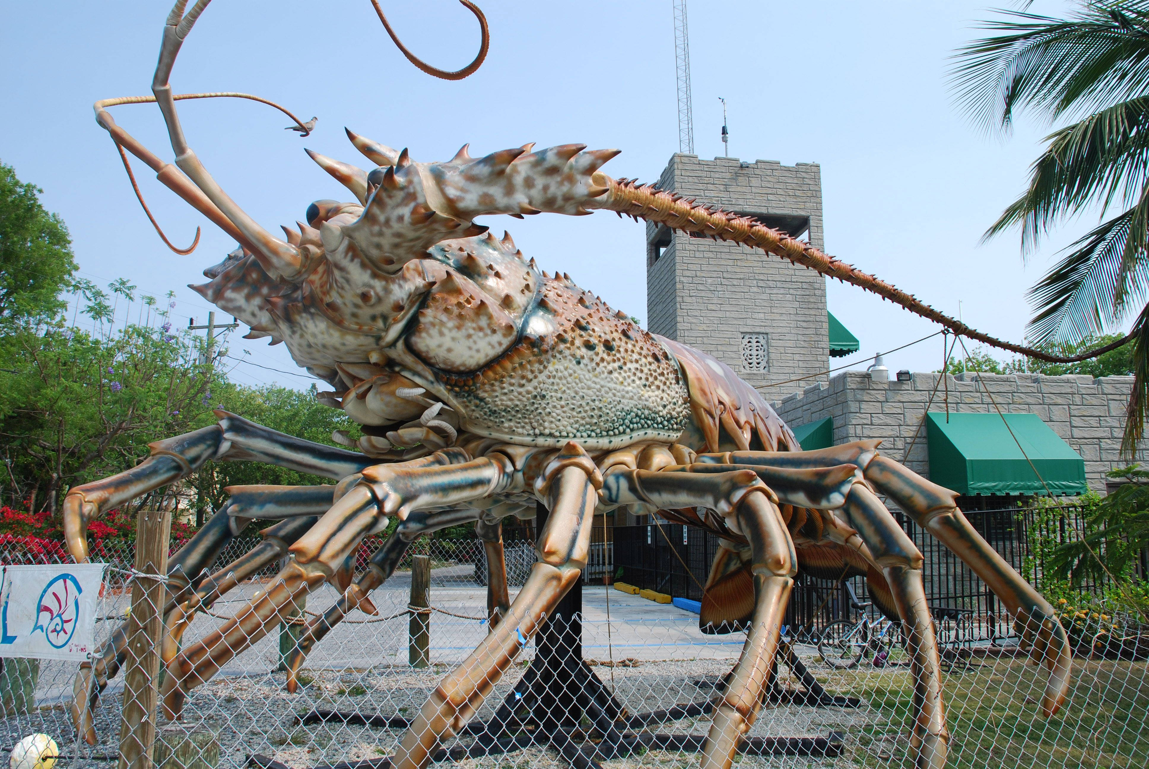 Lobster 桌布 壁紙 — 一個巨大的逼真龍蝦雕塑矗立在鐵絲網圍欄後面，背景有棕櫚樹和石頭建築，在晴朗的藍天下。