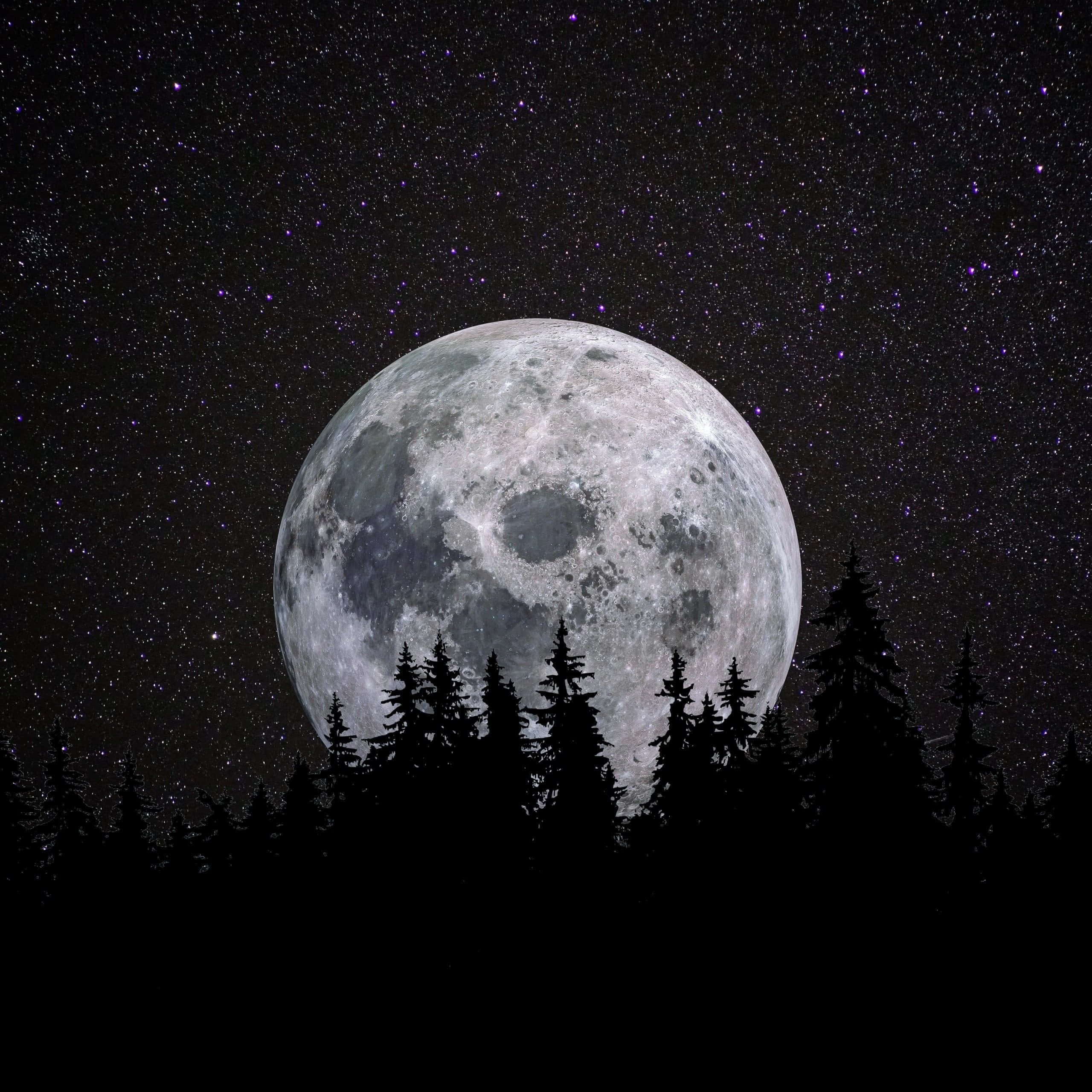 夜空 桌布 壁紙 — 一個巨大而細節豐富的月亮在繁星點點的紫色夜空下，從松樹的剪影後升起。
