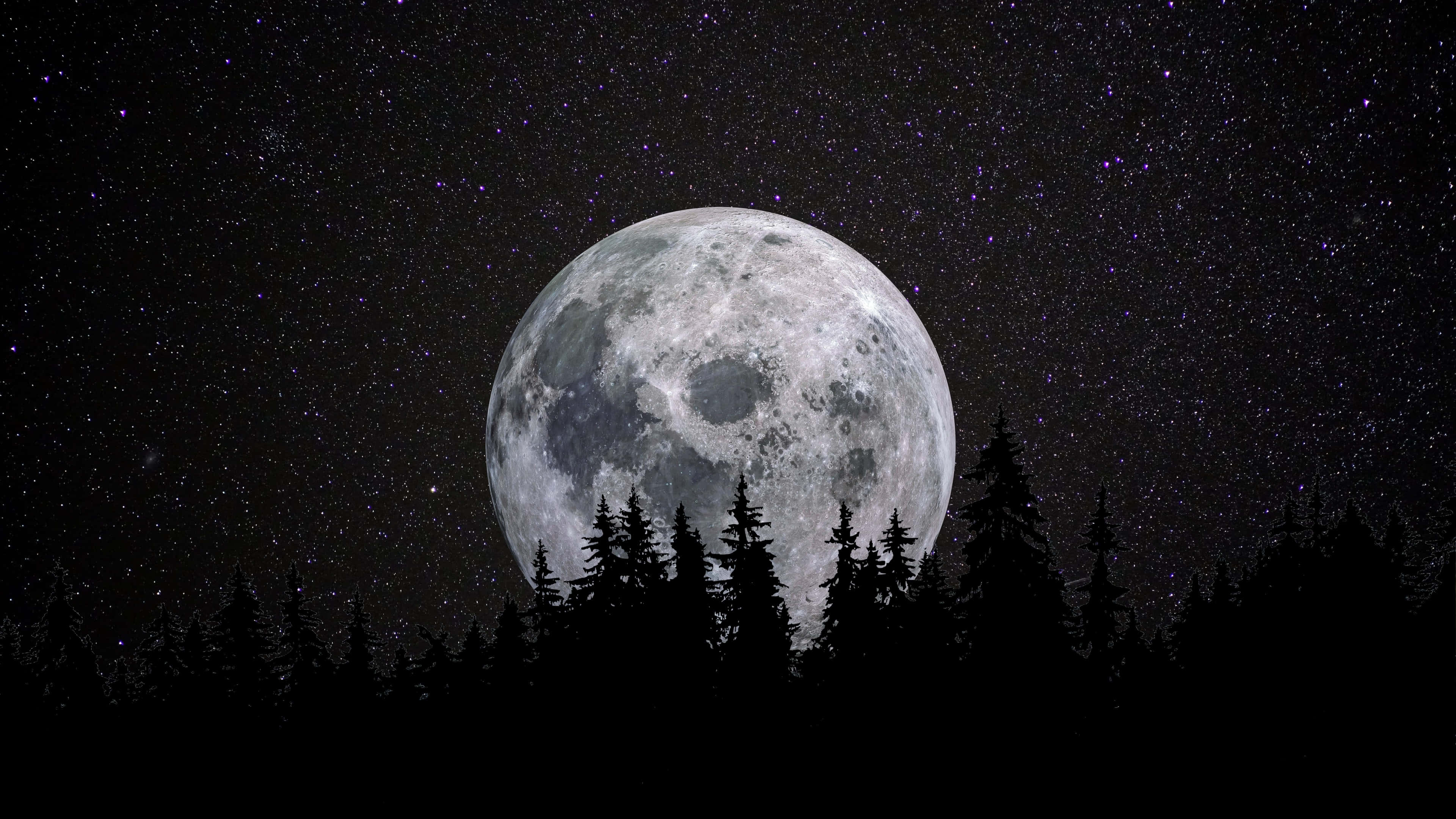 黑夜 桌布 壁紙 — 一個巨大而細節豐富的滿月在繁星點點的夜空下，從松樹的黑暗剪影後升起。