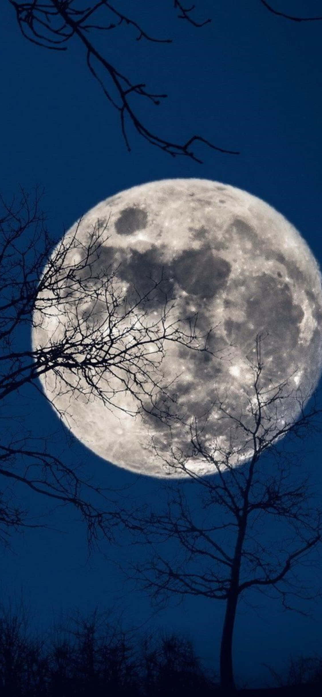 Moon iPhone 桌布 壁紙 — 一個巨大而詳細的滿月在深藍色的夜空中發光，周圍是光禿禿的樹枝。