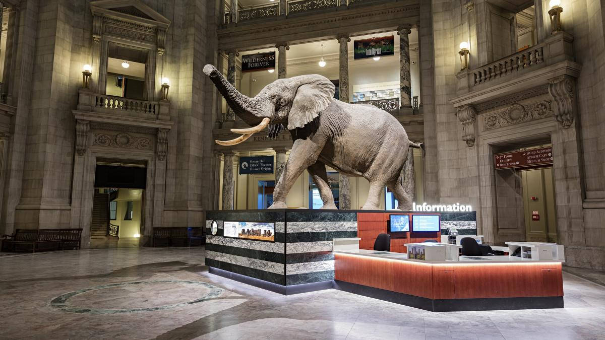 Smithsonian 桌布 壁紙 — 一個巨大逼真的大象雕像自豪地矗立在宏偉的博物館大廳中，擁有雲石地板和高聳的柱子。