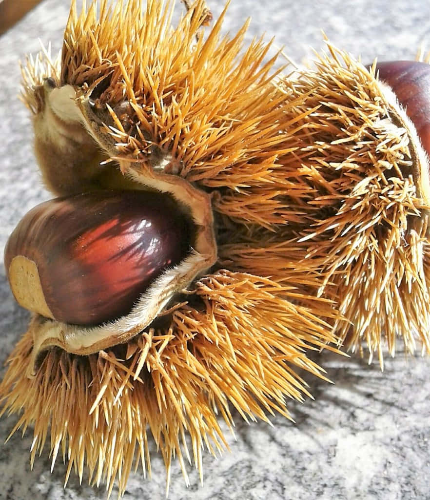 Chestnut 桌布 壁紙 — 一個帶刺的棕色栗子殼裂開的特寫，露出一個閃亮的光滑栗子在灰色石頭表面上。