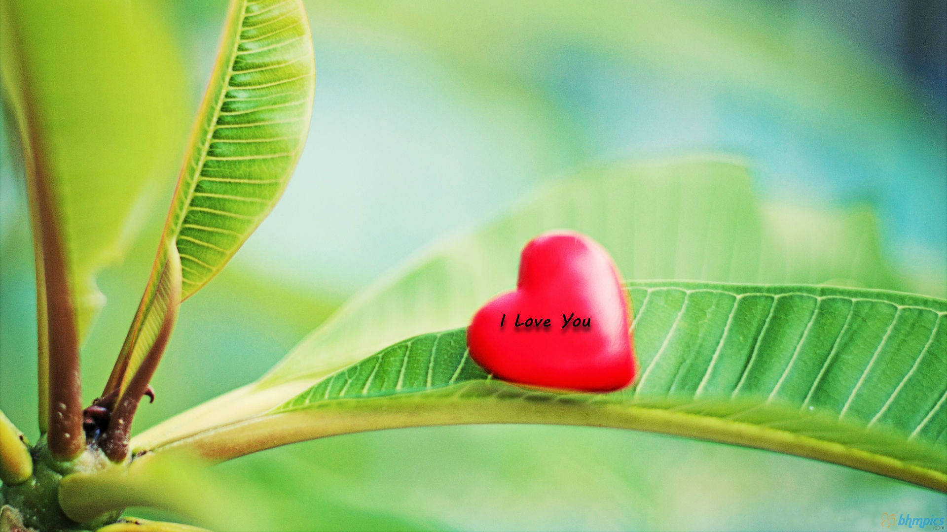 Nature Love 桌布 壁紙 — 一個帶有 I Love You 文字的亮面紅色心形放在一片鮮綠色的葉子上，背景是柔和模糊的樹葉。