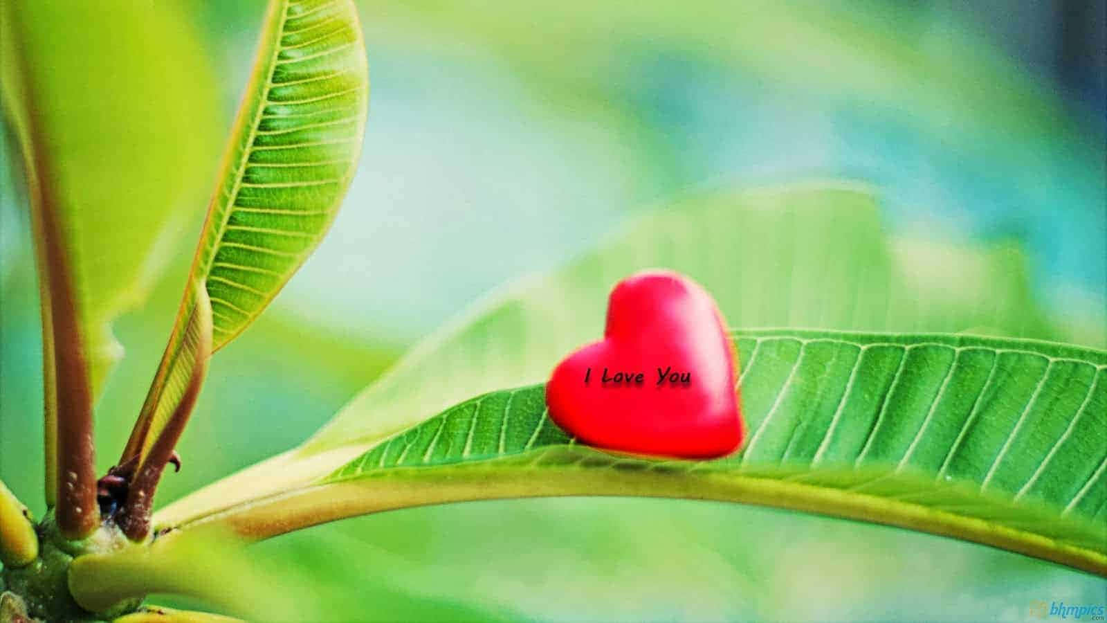 我愛你 桌布 壁紙 — 一個帶有「I Love You」字樣的亮面紅色心形，放在一片鮮綠色的葉子上，背景是柔和模糊的樹葉。