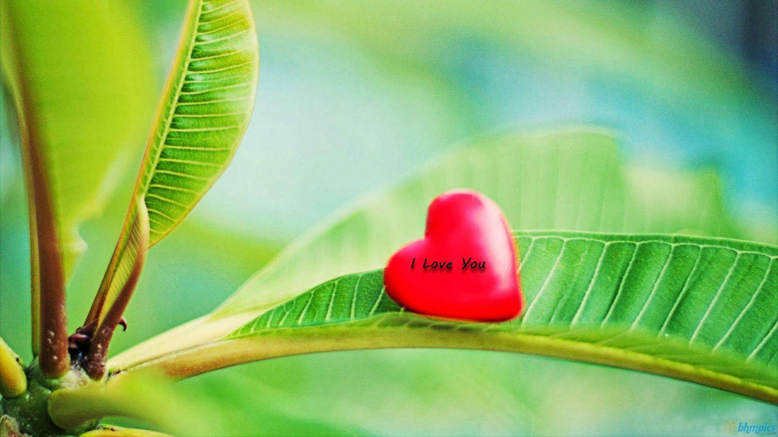 love full HD 桌布 壁紙 — 一個帶有「I Love You」文字的亮面紅色心形物體，放在一片鮮綠色的葉子上，背景是柔和模糊的樹葉。
