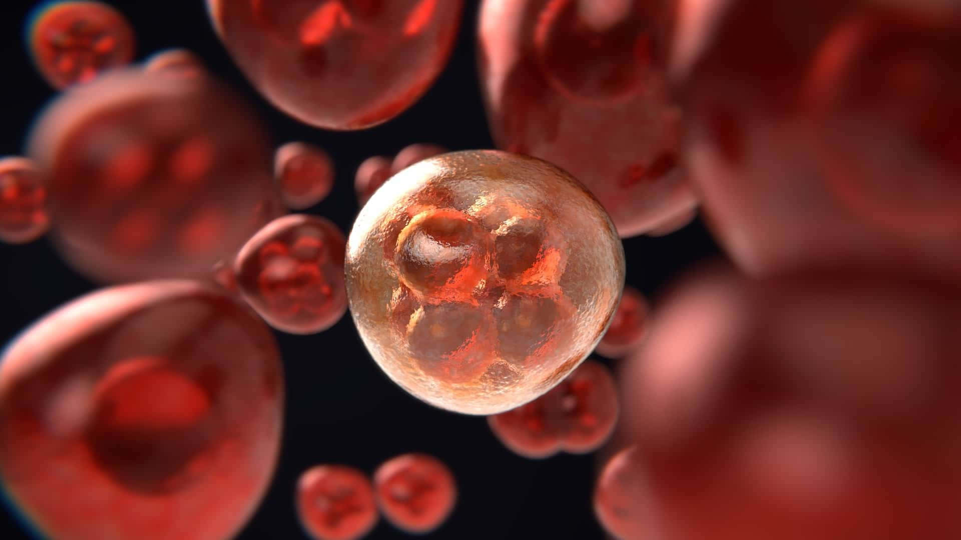 Red Blood Cells 桌布 壁紙 — 一個帶有可見細胞的發光半透明胚胎在黑暗背景下漂浮在紅血球之間。