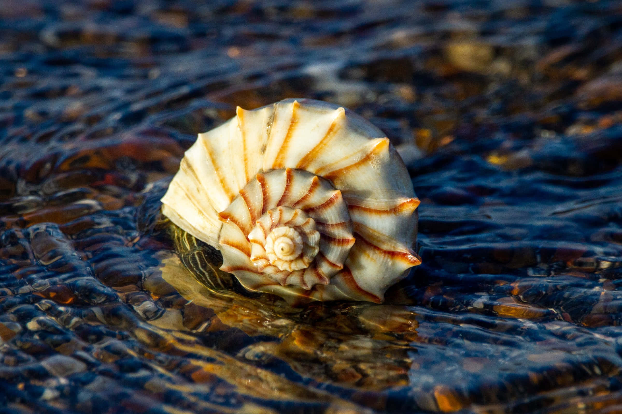 Shell 桌布 壁紙 — 一個帶有奶油色和棕色條紋的螺旋貝殼，躺在淺淺的、泛起漣漪的水中，反射著金色的陽光。