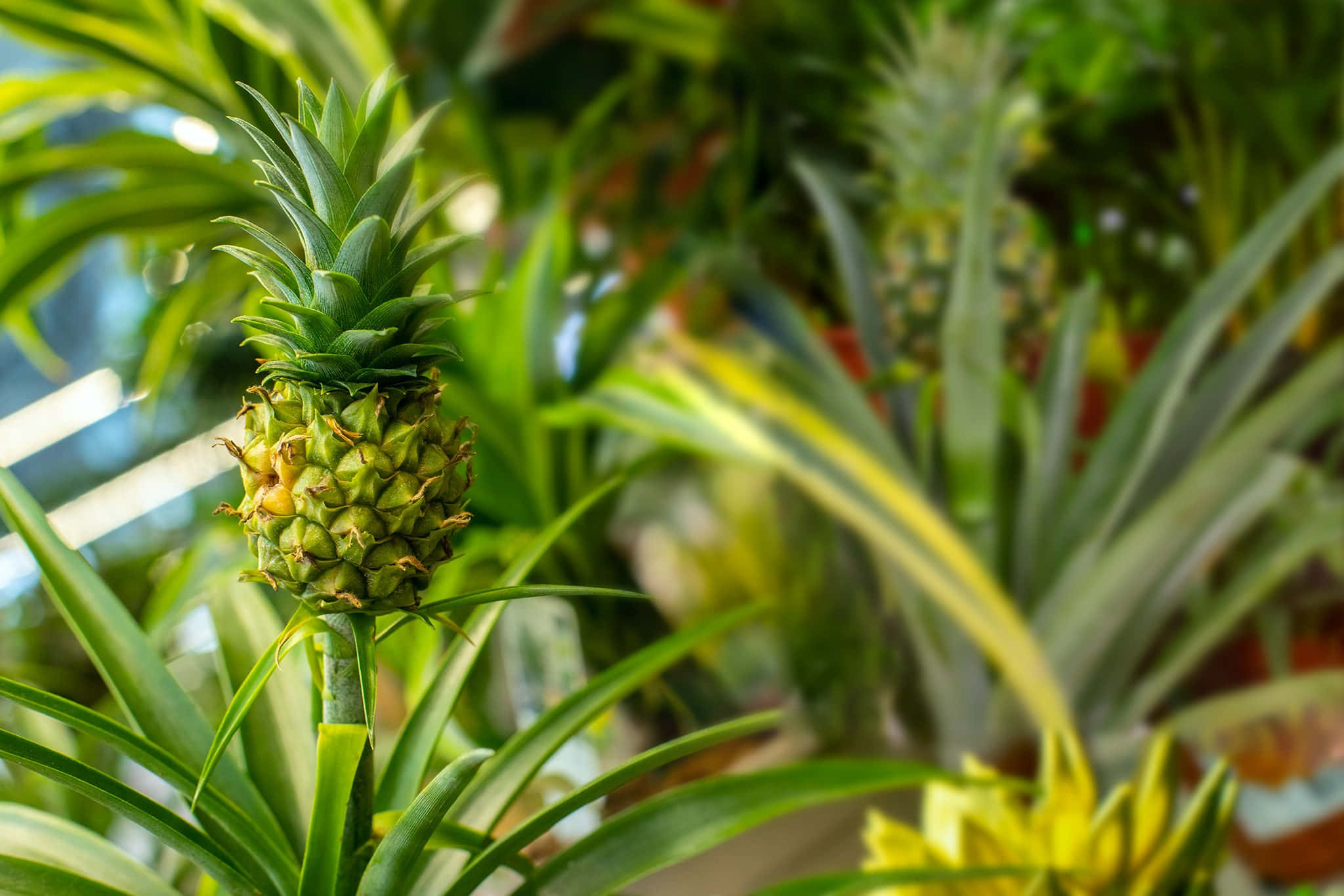 Pineapple 桌布 壁紙 — 一個帶有尖刺綠色葉子的年輕鳳梨，在柔和的自然光下生長在茂密的熱帶植物中。