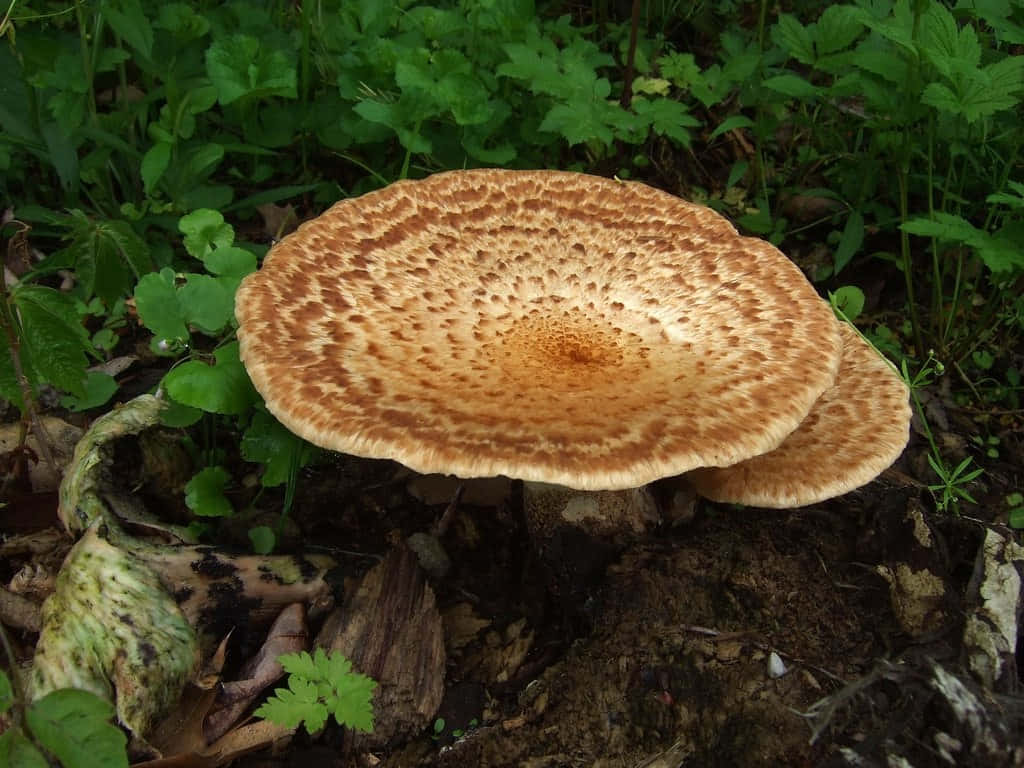 Mushroom Identification 桌布 壁紙 — 一個帶有斑點和紋理菌蓋的大型棕色蘑菇，在茂密的綠色植物和腐爛的木頭之間的森林地面上生長。