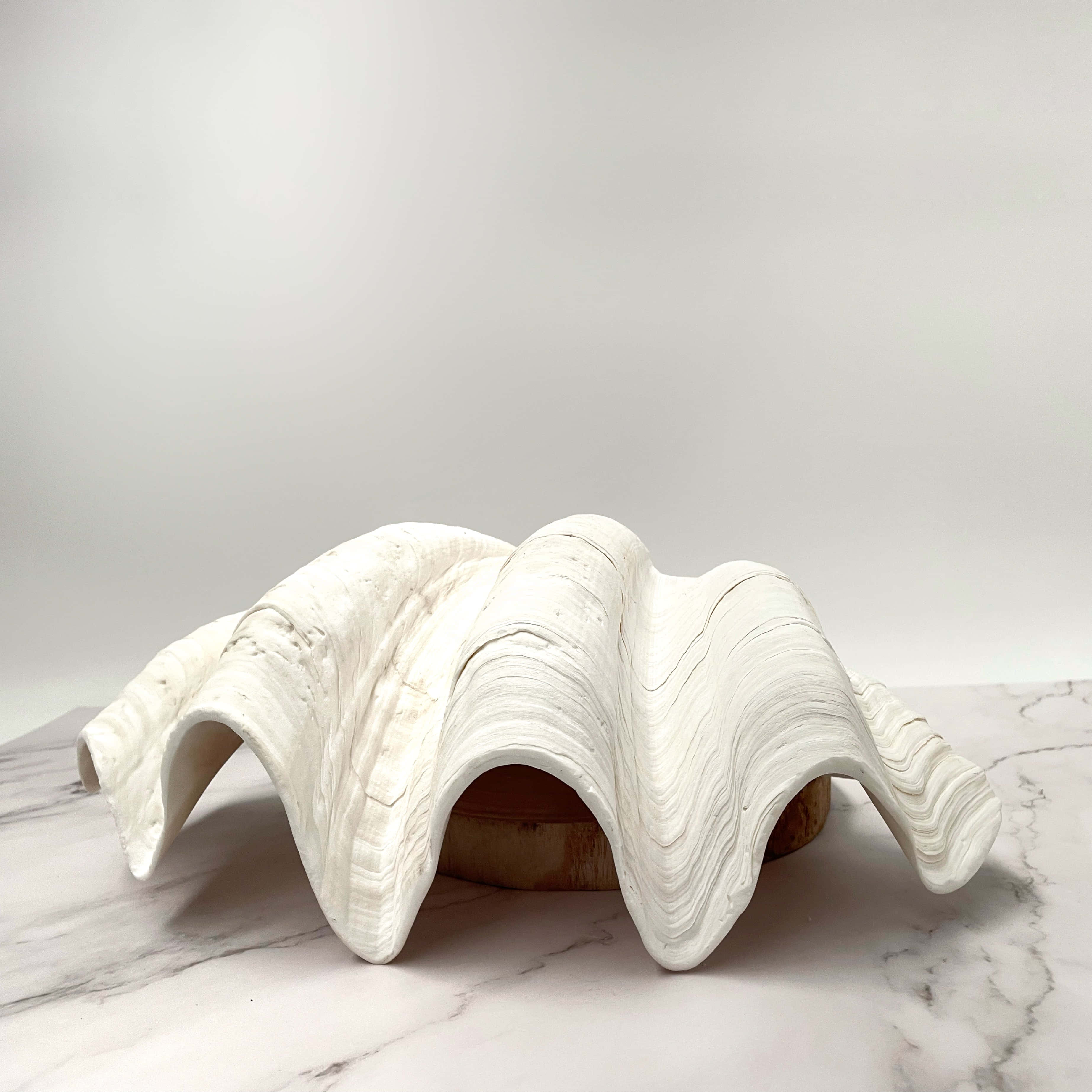 Clam Shell 桌布 壁紙 — 一個帶有波浪紋脊的大型白色扇貝殼，放置在普通背景前的大理石表面上。