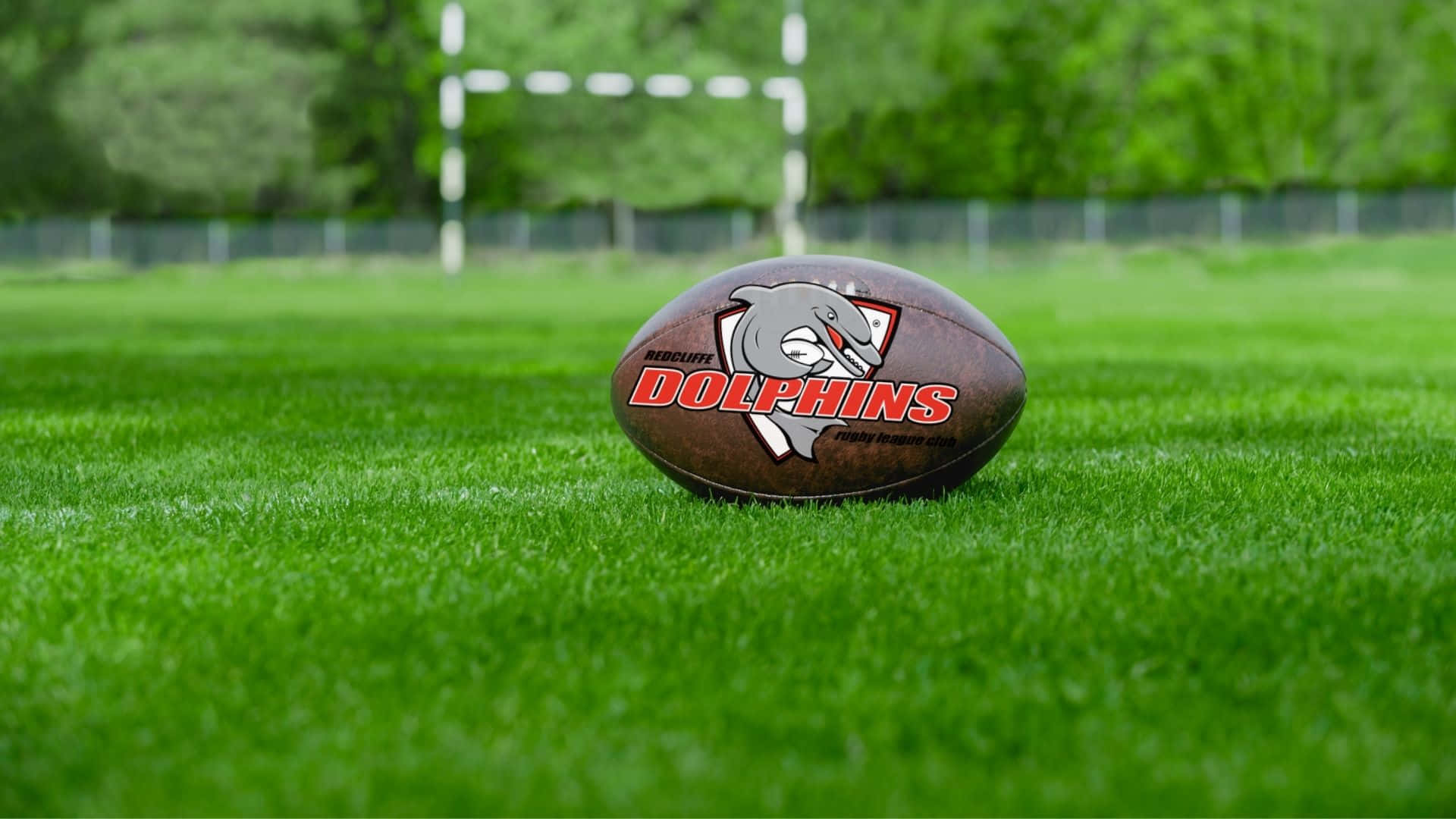 Dolphins Nrl 桌布 壁紙 — 一個帶有海豚標誌的棕色橄欖球放在充滿活力的綠色草地上，背景是模糊的橄欖球球門。