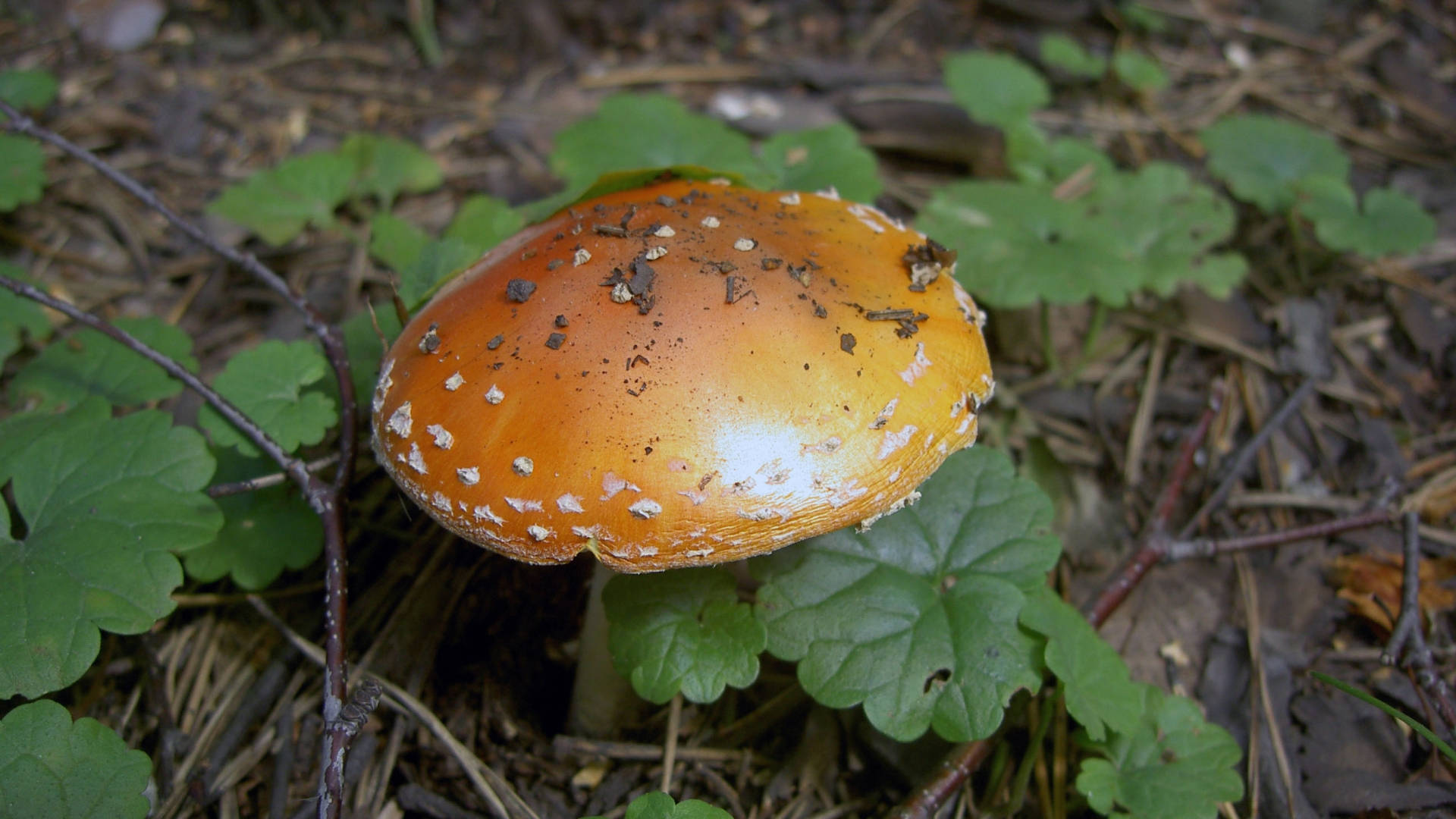 Cute Mushroom 桌布 壁紙 — 一個帶有白色斑點的鮮橙色蘑菇在綠色葉子和棕色森林地面碎屑中生長。